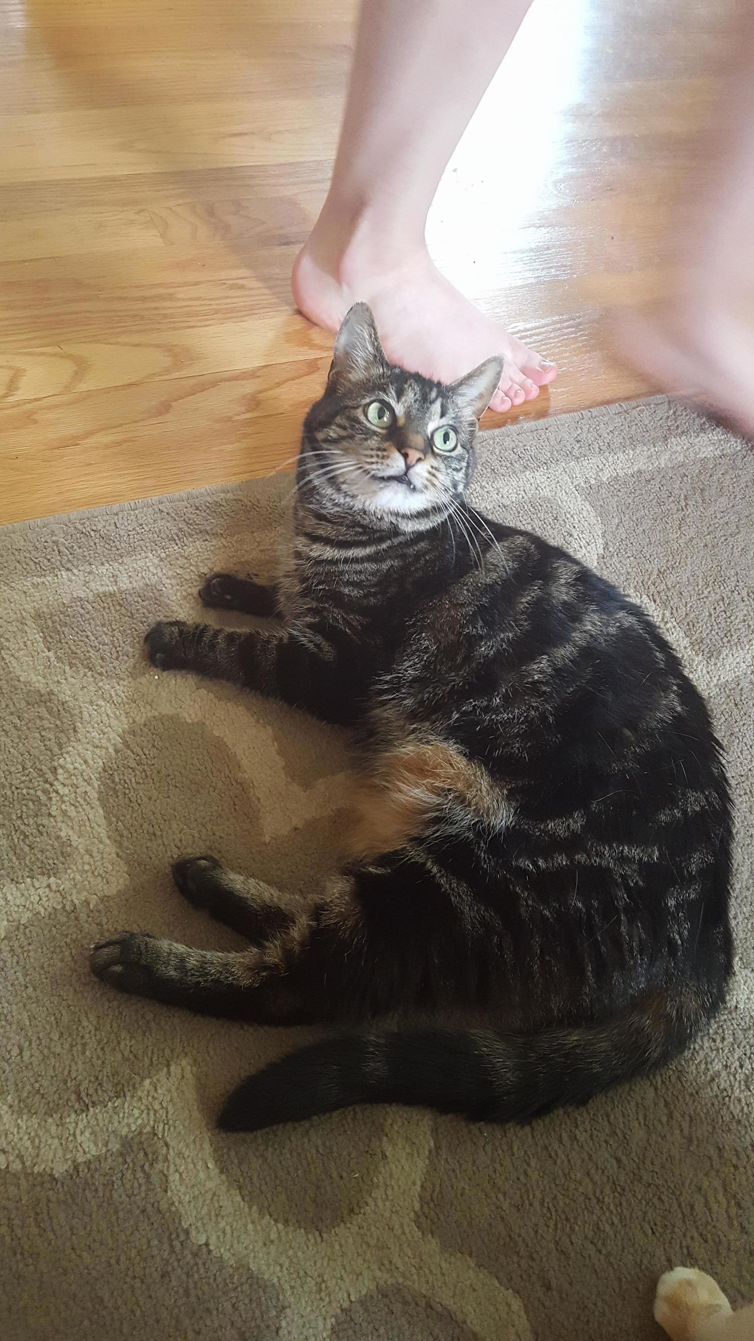 Adele, Found Outside a Jail 7 Years Ago and Even Prettier Than the Day We Found Her.