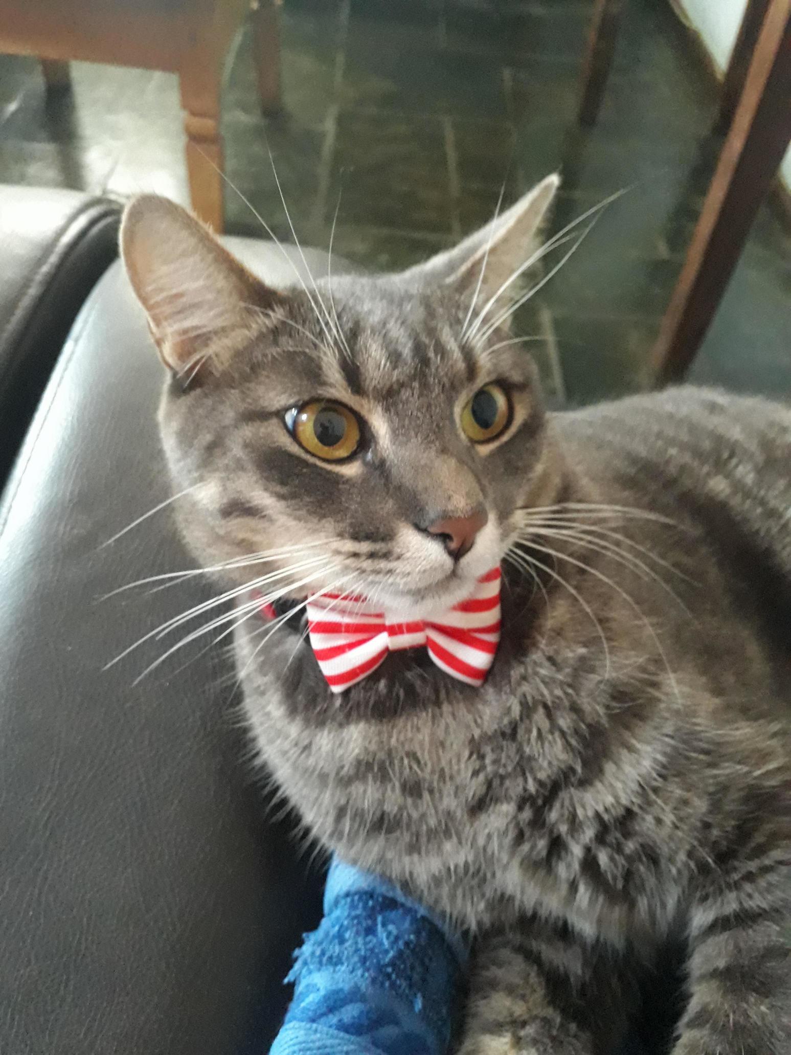 Akira Demanded I Showed You Guys His New Bowtie