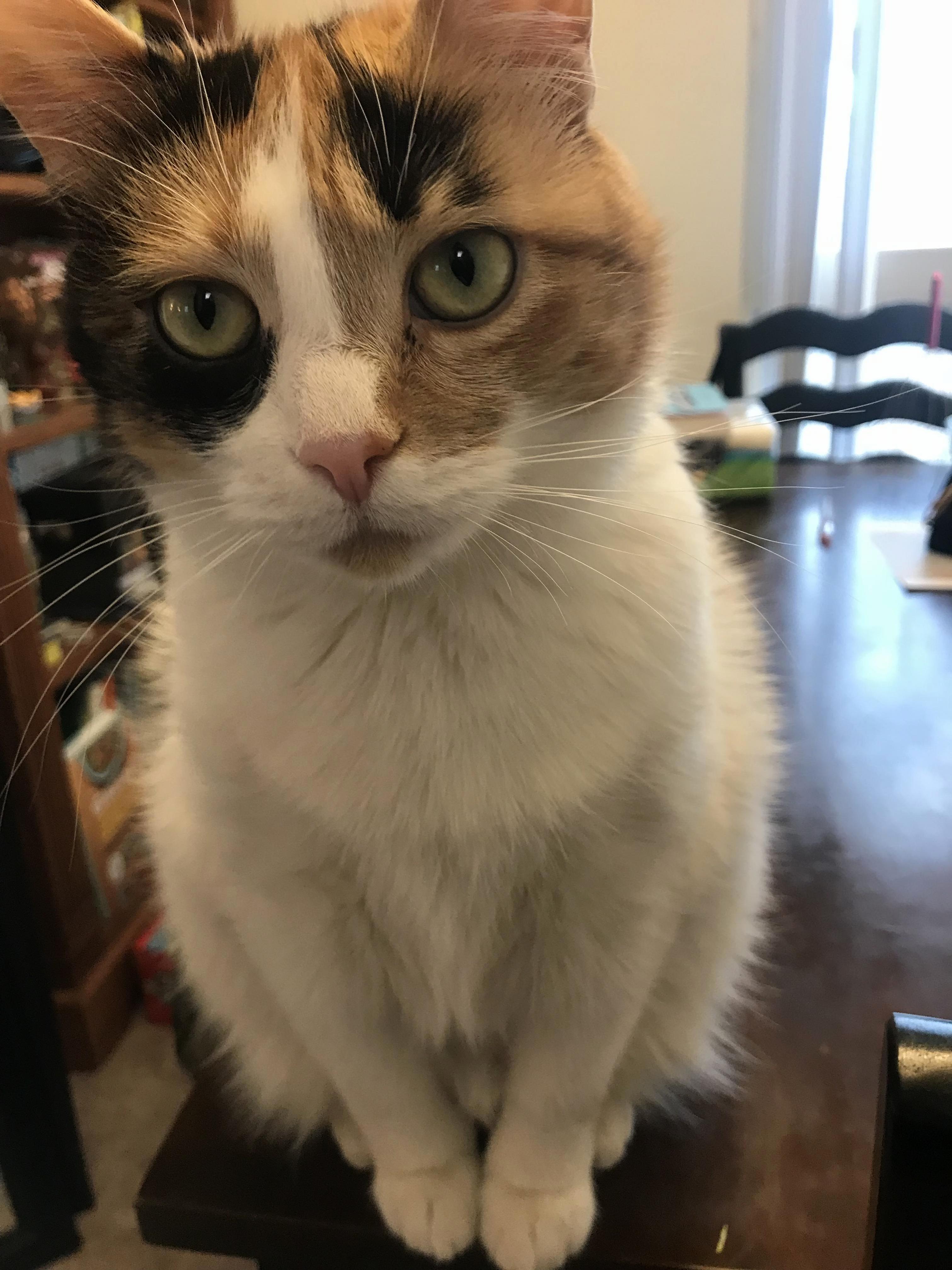 All the Whiskers!