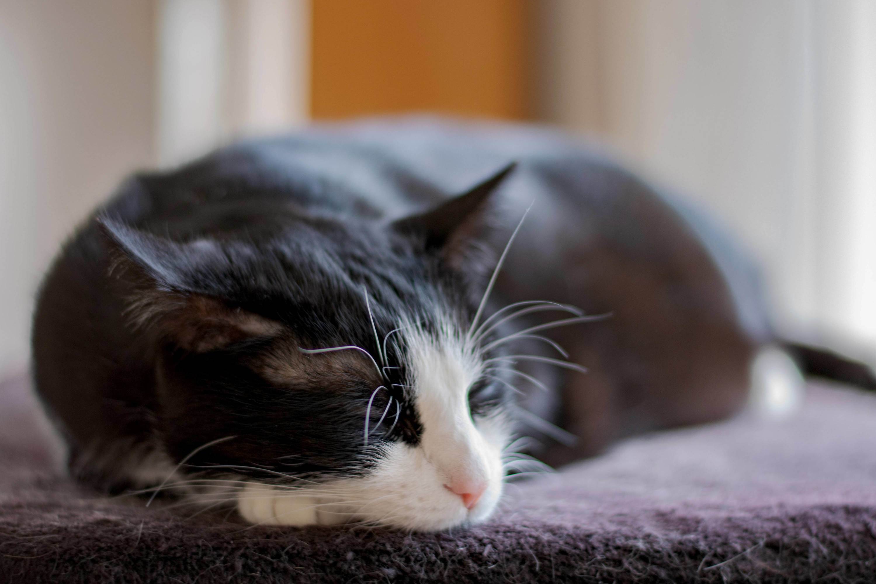 Also My Cat, Power Napping