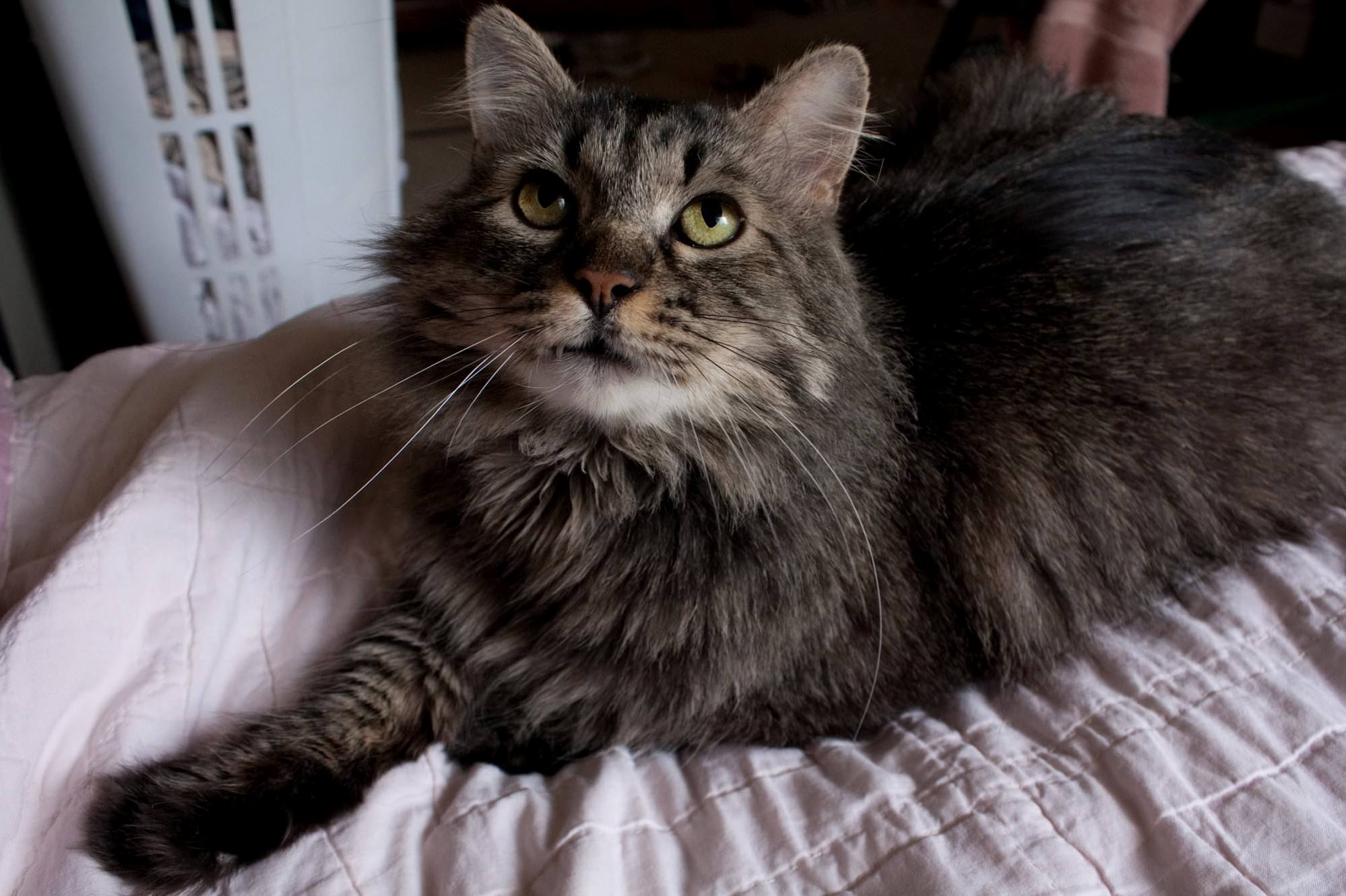 Am I Doing Too Much to Help My Cat