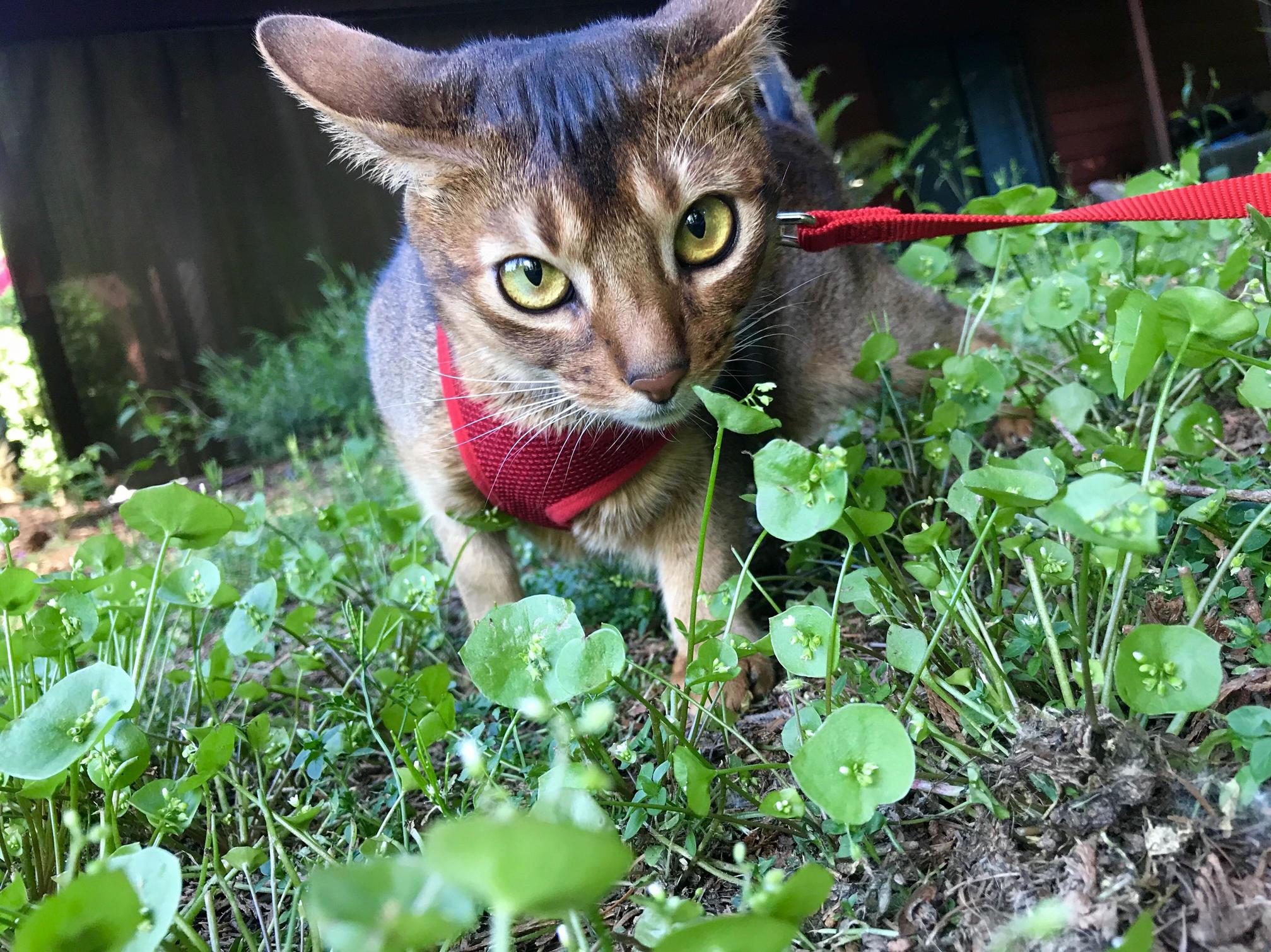 And Another Bean Photo of Her and Her New Harness