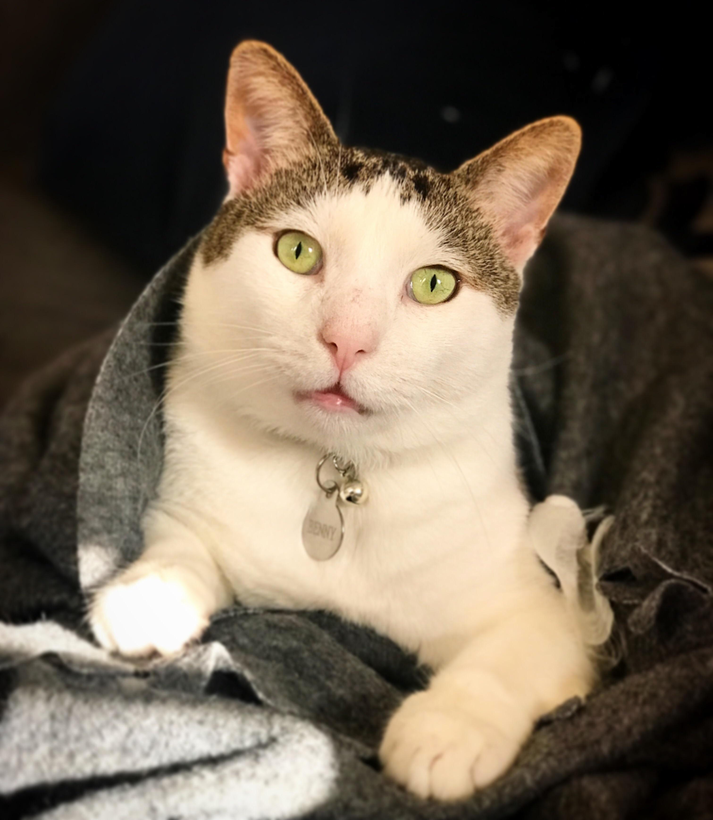 Another Shot of My Very Handsome Benny. He Loves Posing for the Camera and He Never Quite Closes His Mouth All the Way.