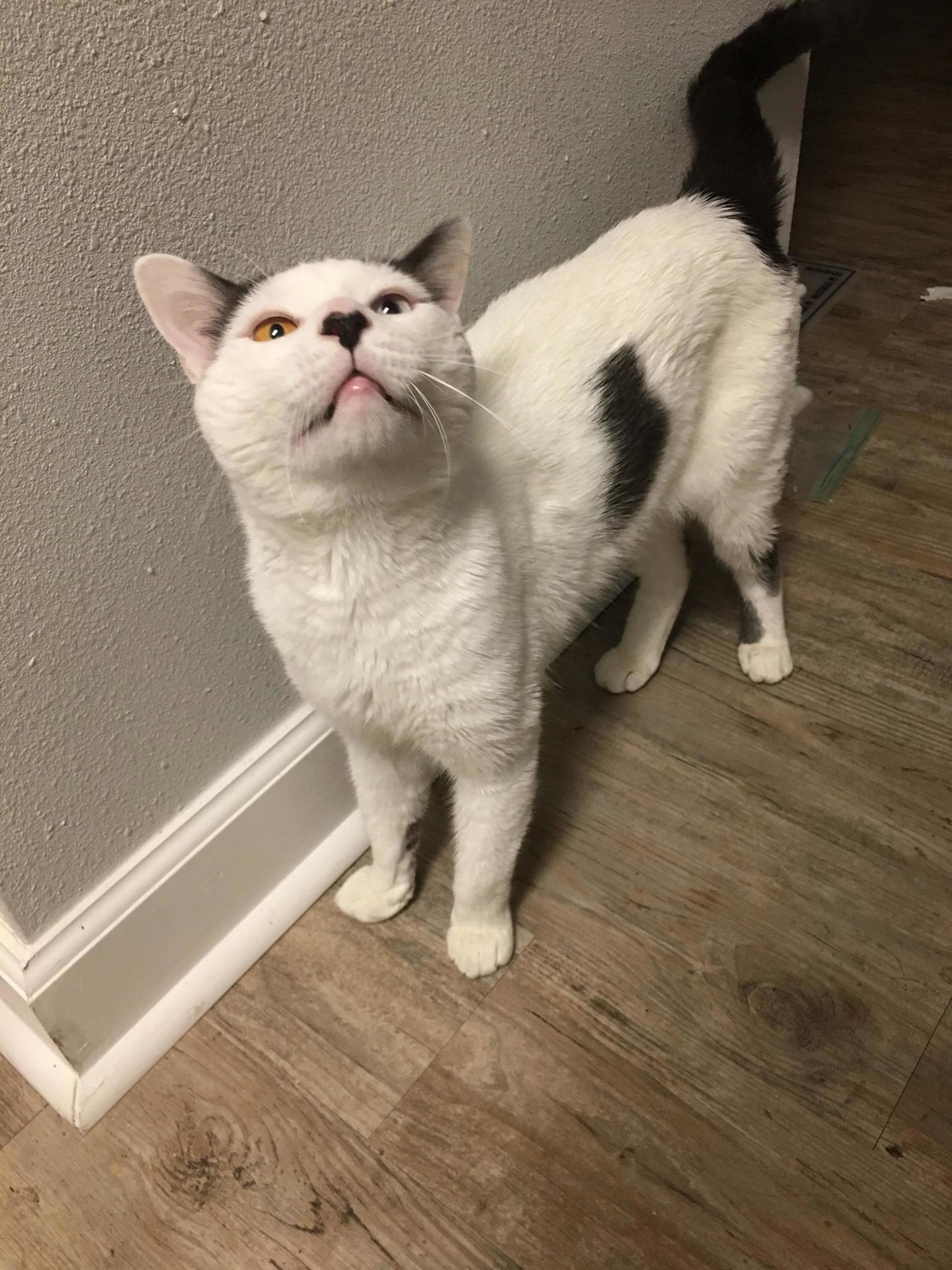 Apollo Is Turning 10 Months Old in a Couple Days! Looks Like Hes Almost Done Growing!