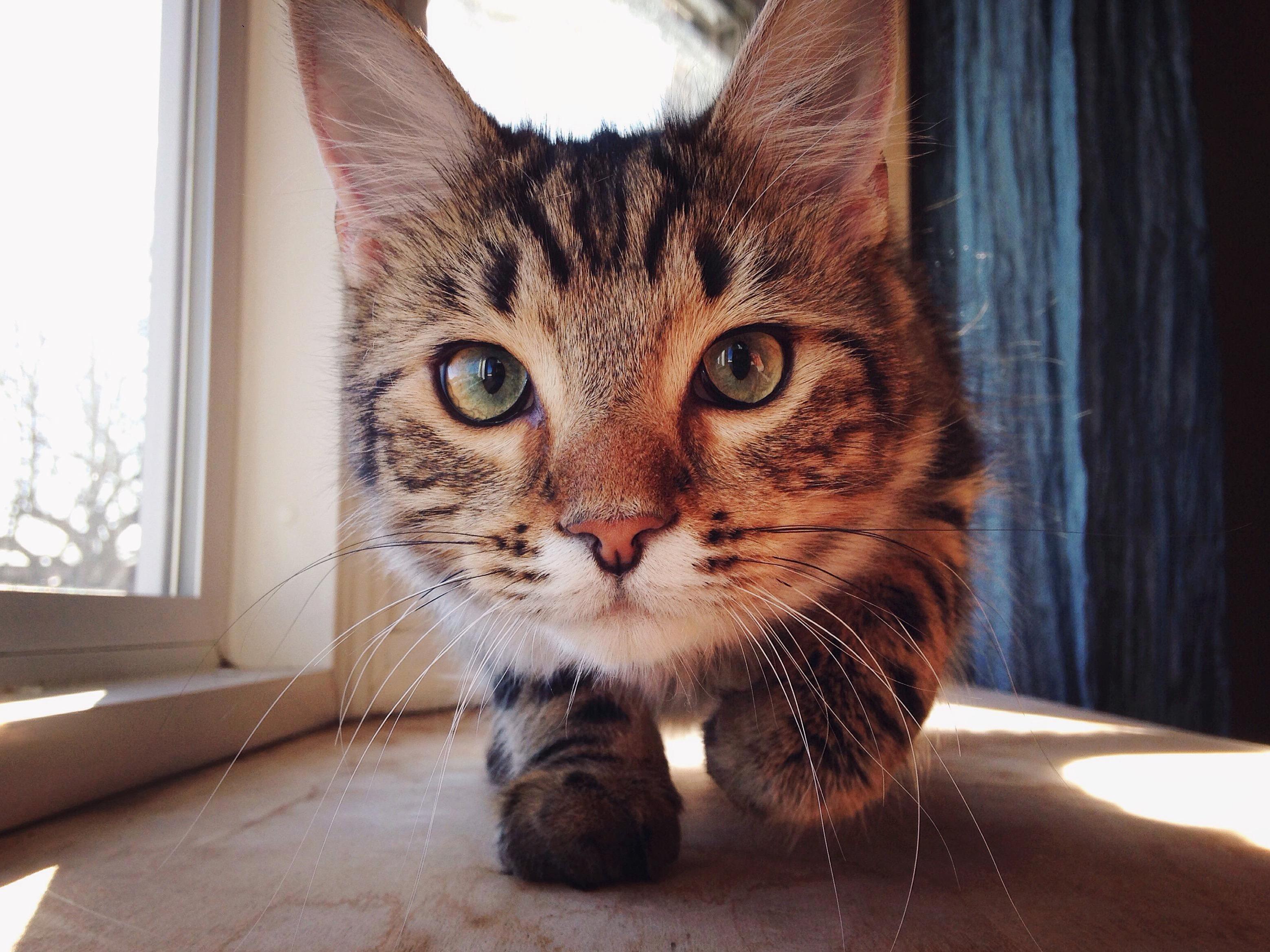 Attack Mode Activated