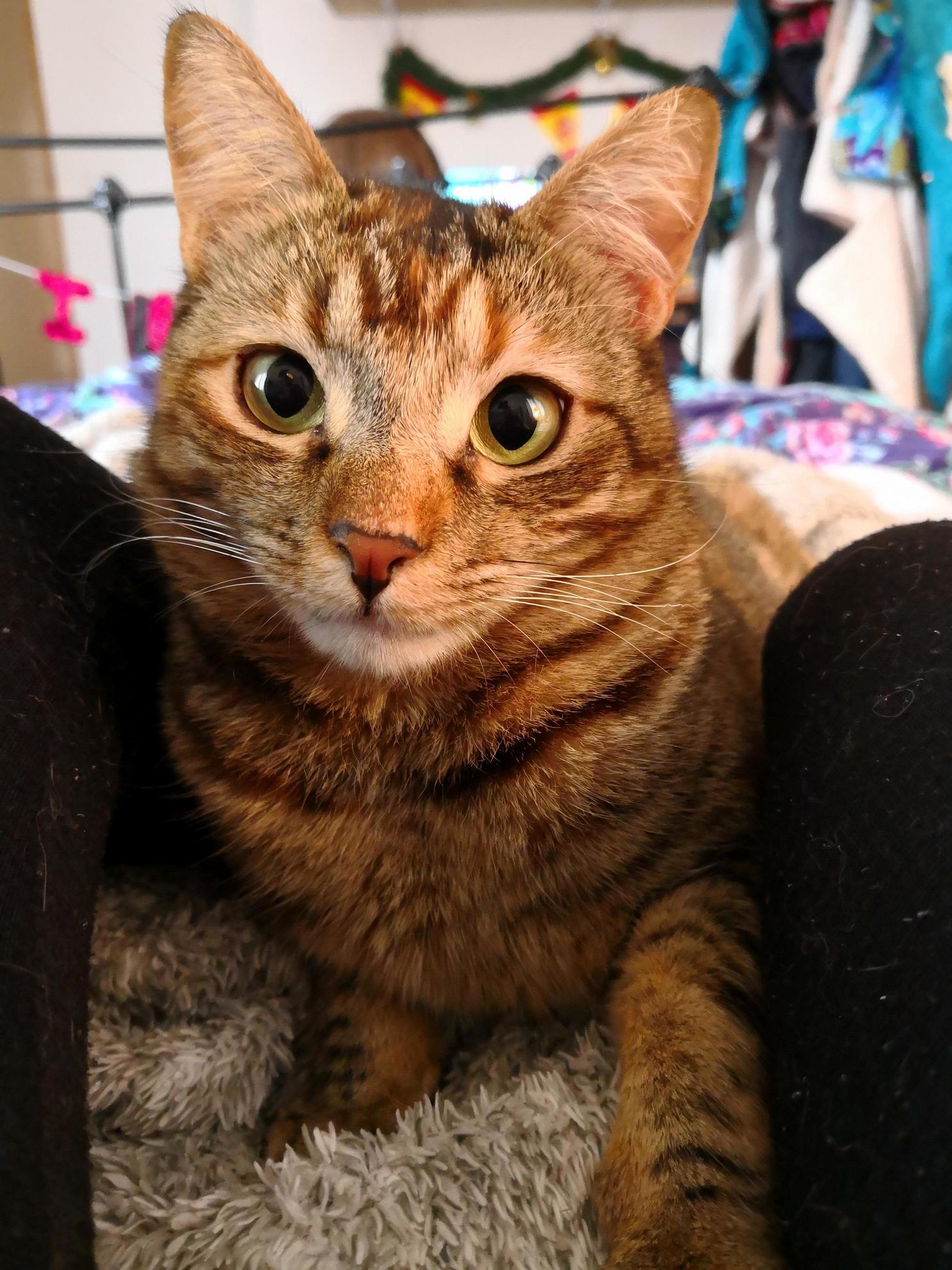 Ava Lost a Canine by Falling Up the Stairs Today... Silly Kitty