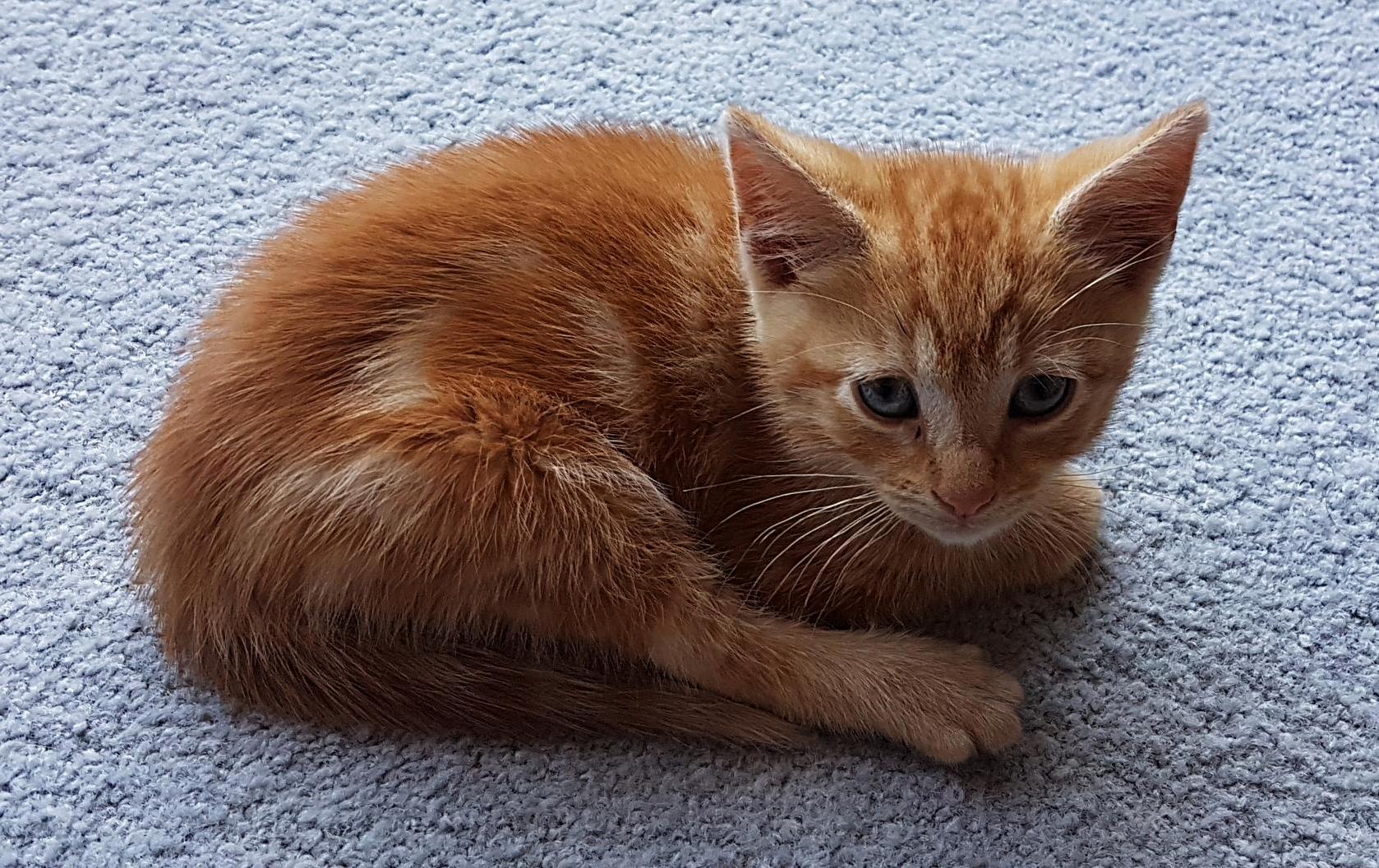 Baby Rasta @ 6 Weeks (Rescued Kitten)