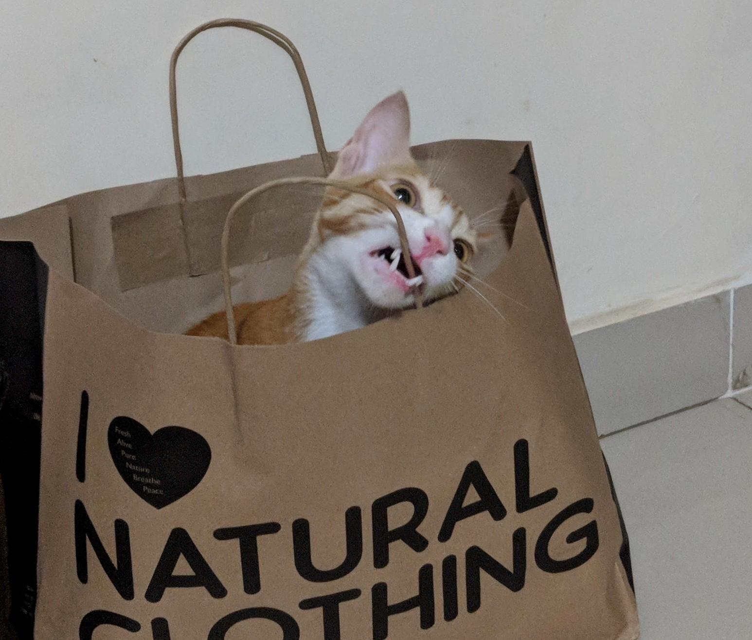 Bag. Must. Die.