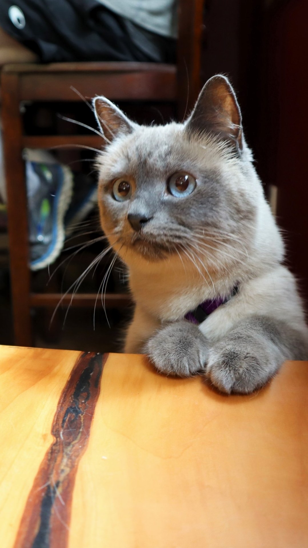 Bartender! Another Pint for Me and My Hooman!