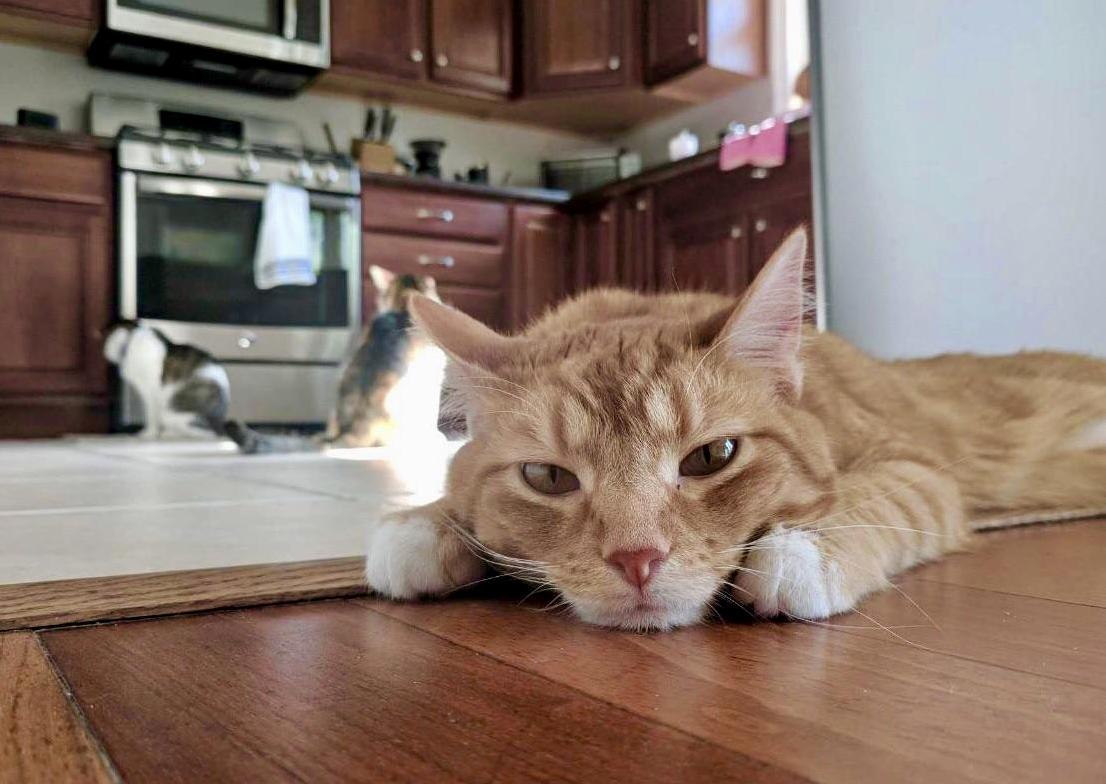 Basil a Little Dumb. a Little Sleepy. a Lot of Cute.