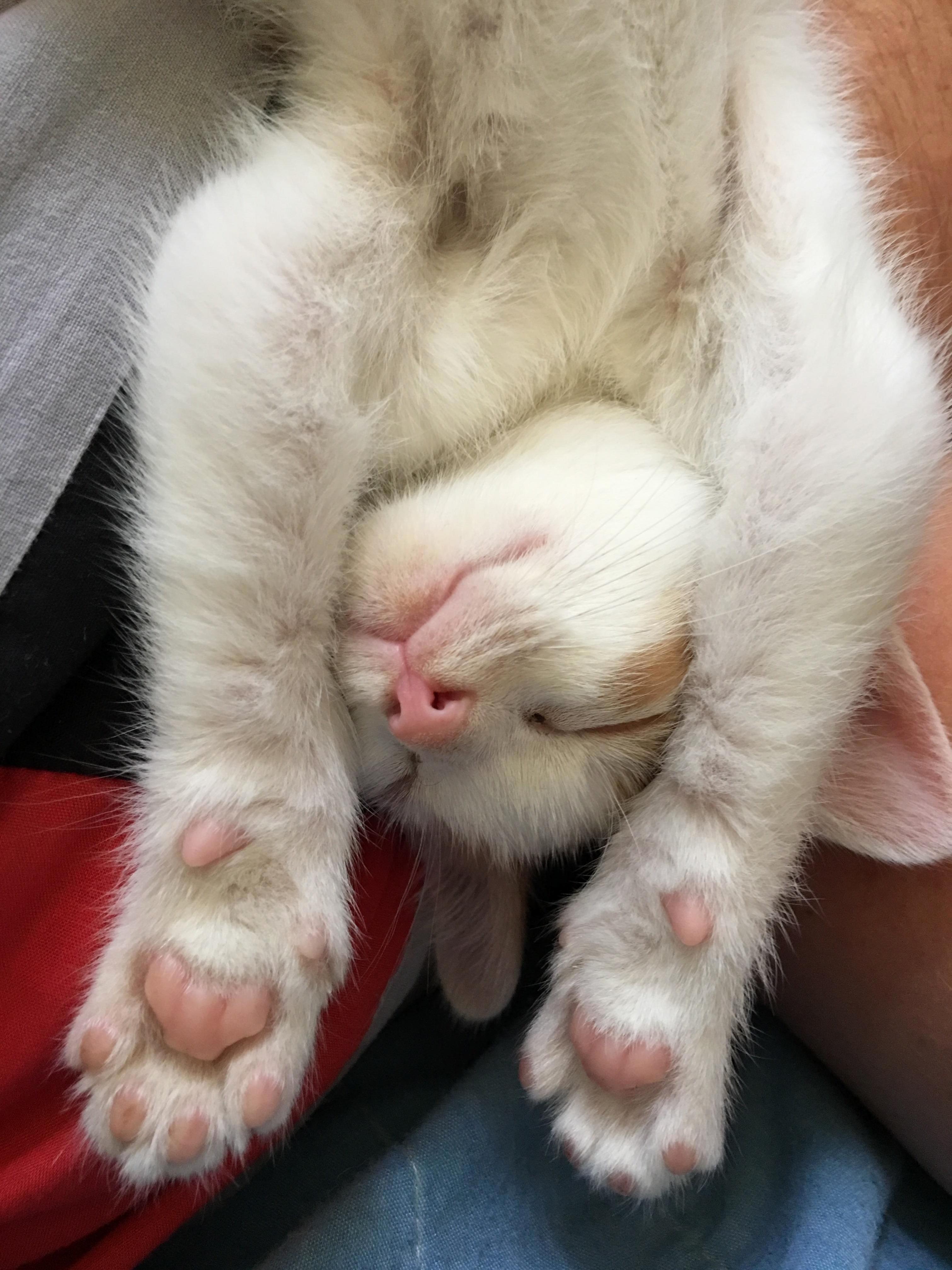 Beans and Armpits