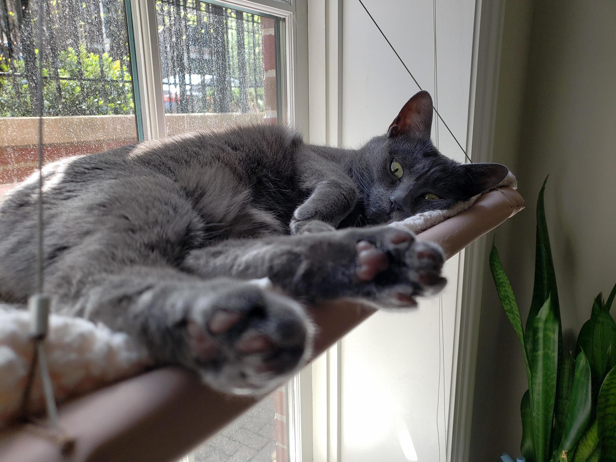 Beastling Chilling in Her Window Bed