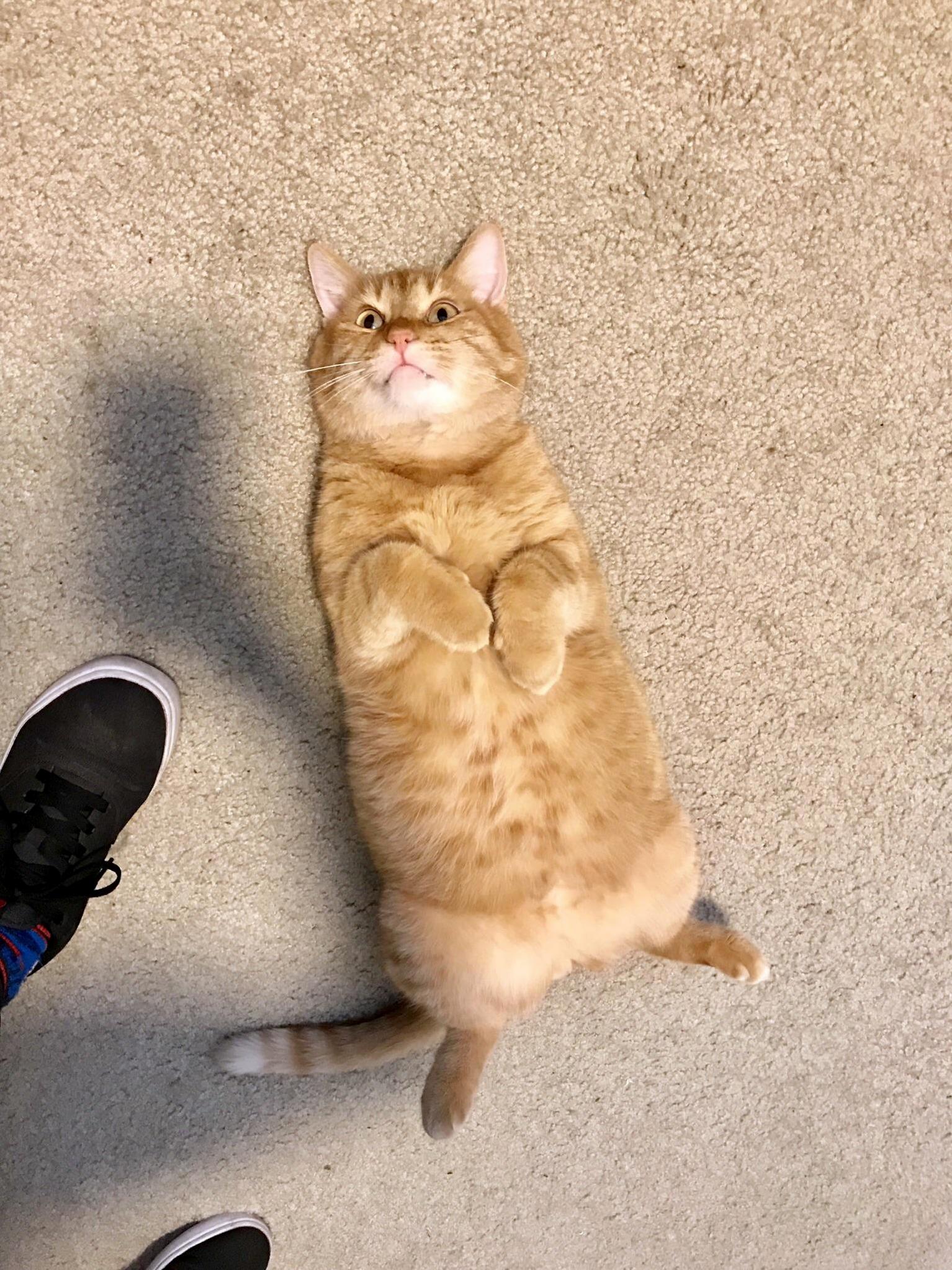 Belly Rubs Anyone