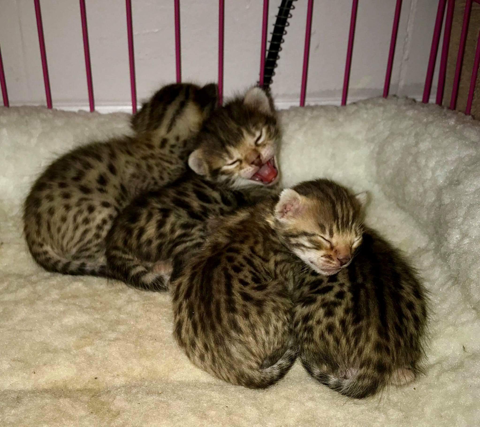 Bengal, Cheetoh, or Savannah F3... Im Getting a Kitten Soon and Deciding on a Breed, What Are Your Thoughts & Experience