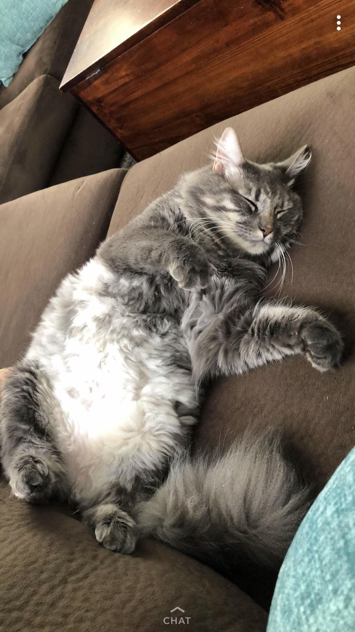 Benji Napping After Getting a Much Needed Haircut. Hair Cuts Are Exhausting!!