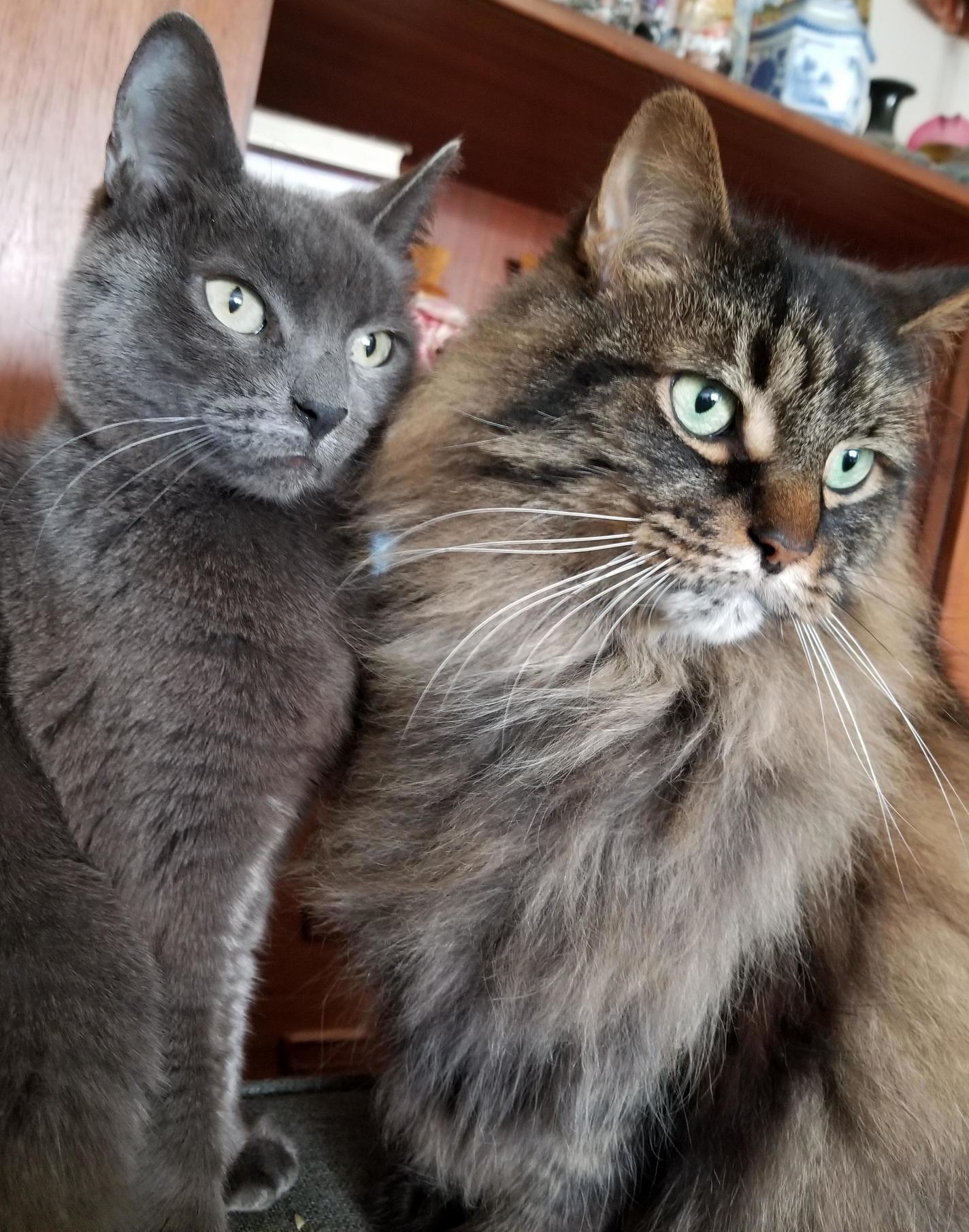 Best Pals