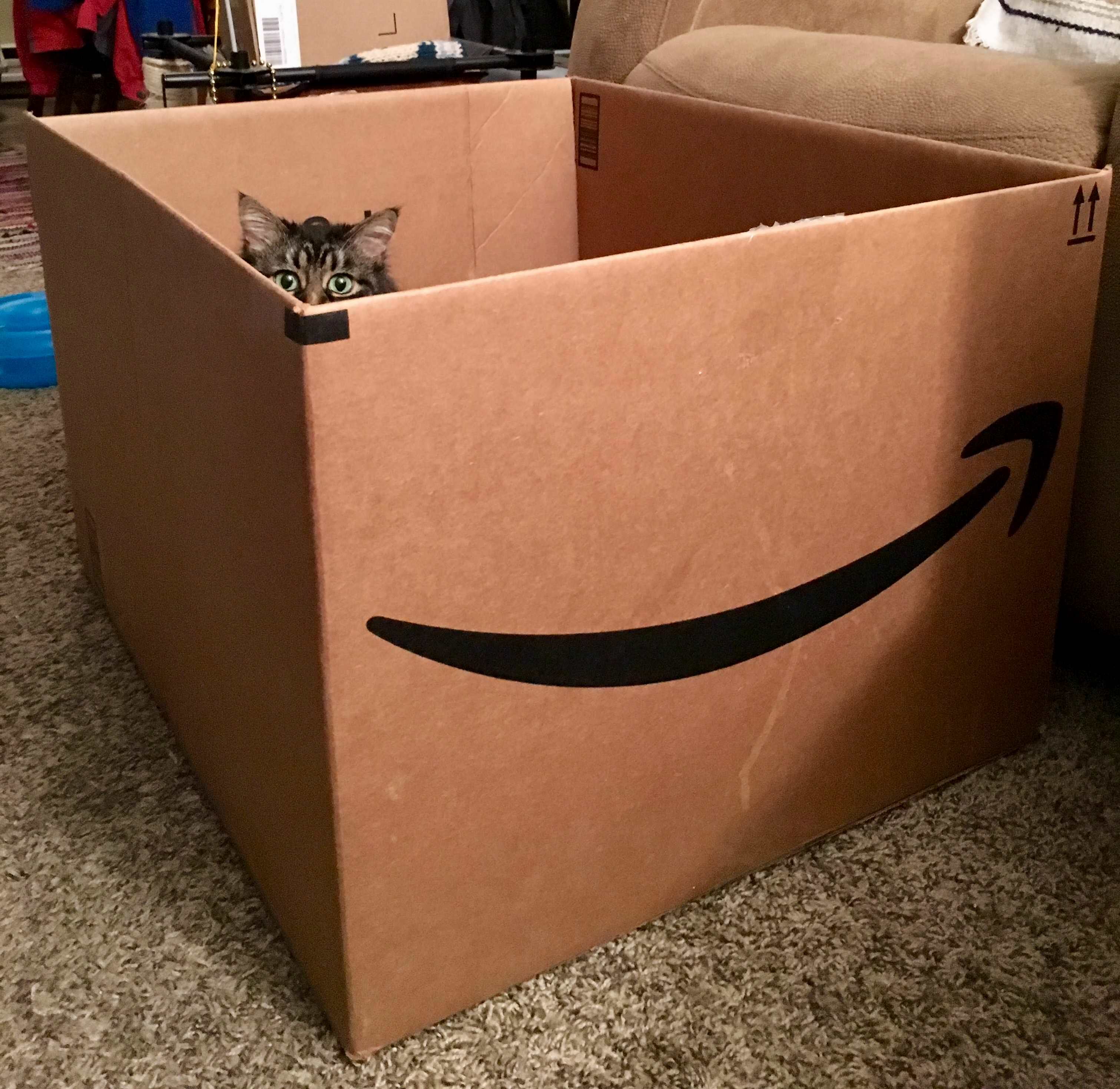Big Box....little Kitty
