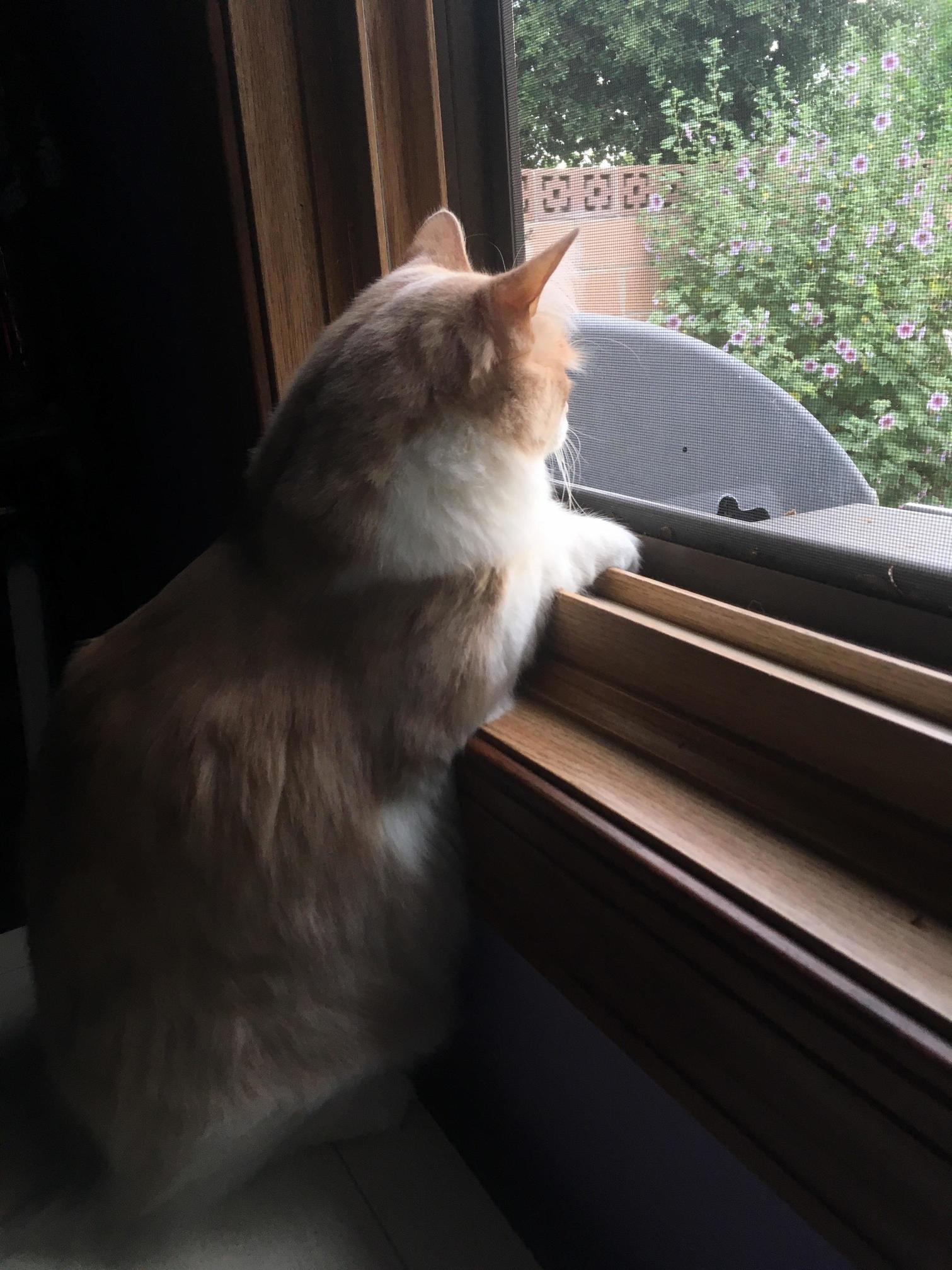 Big Boy Casually Looks Out the Window