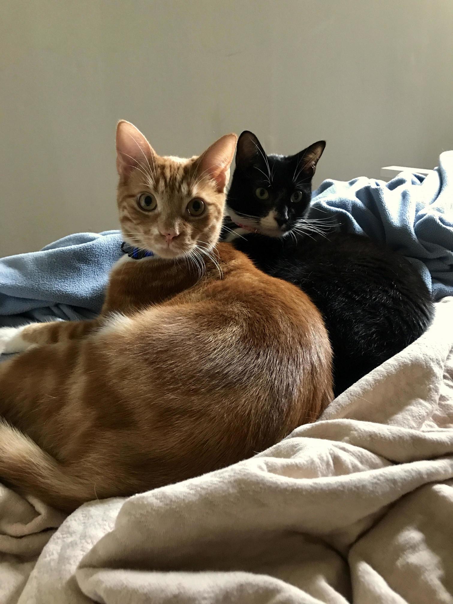 Brother and Sister Startled by My Presence