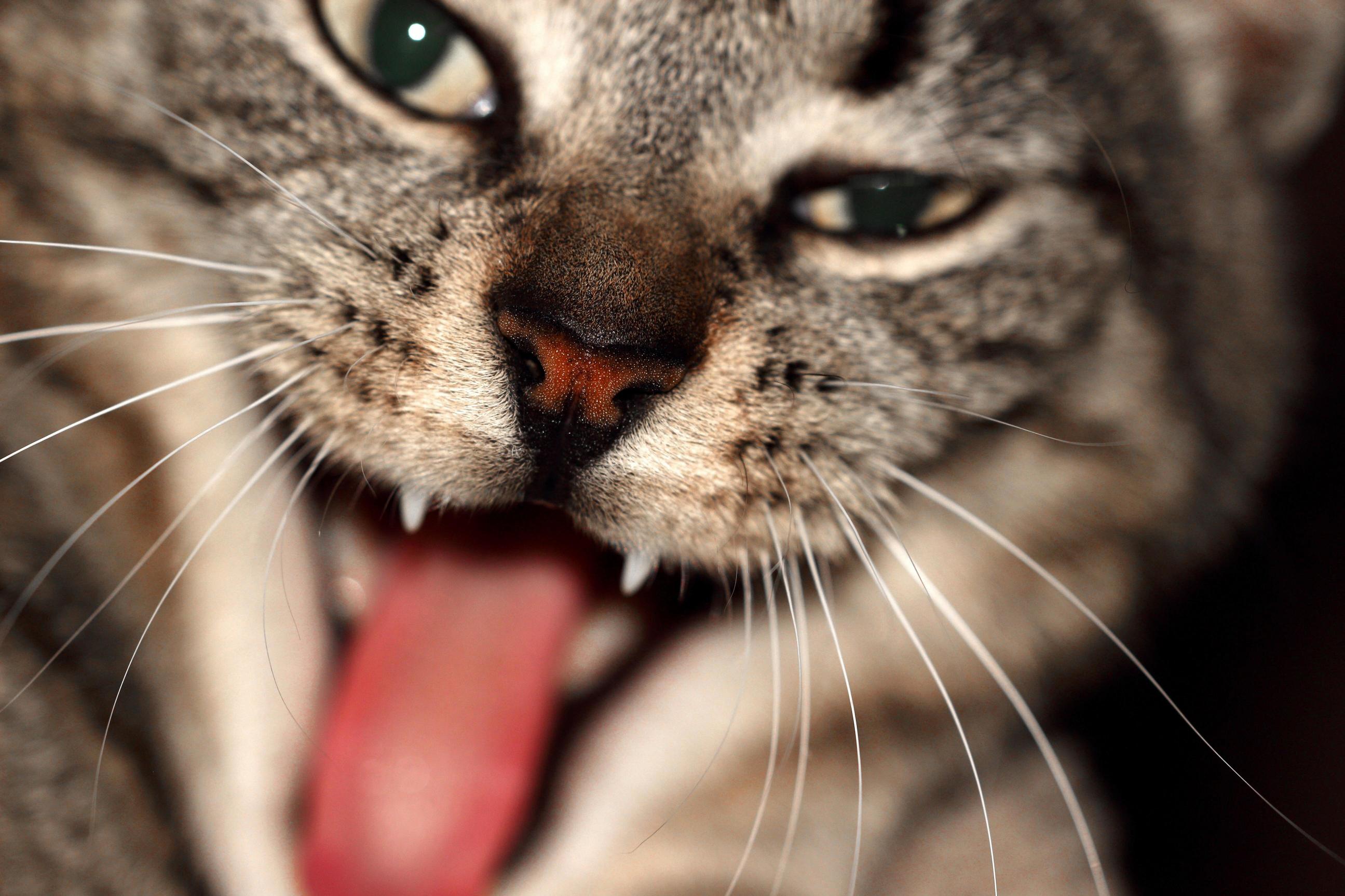 Brother Took This Picture of Our Cat, Gideon Mid Yawn
