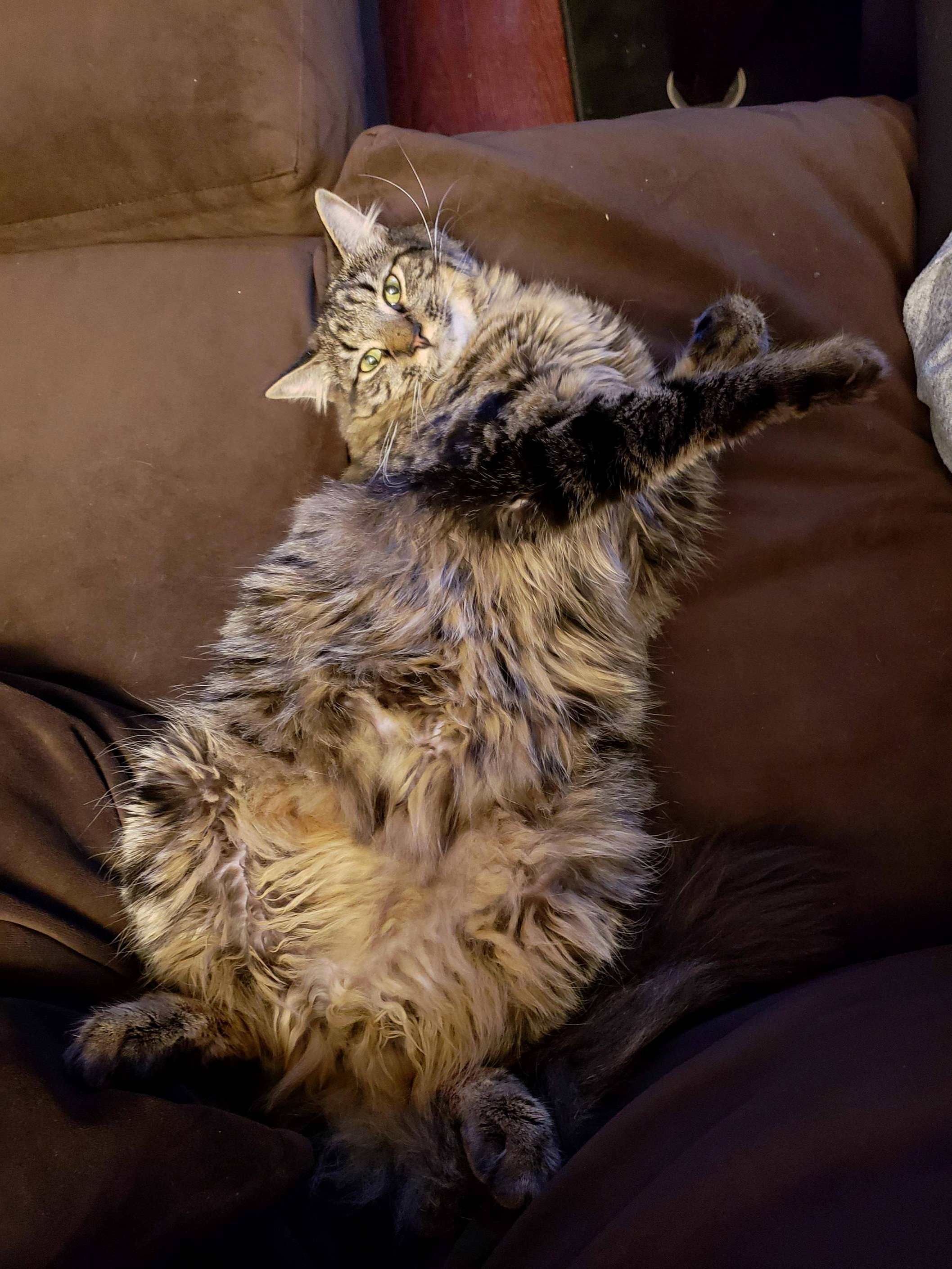 Calvin the Fluff