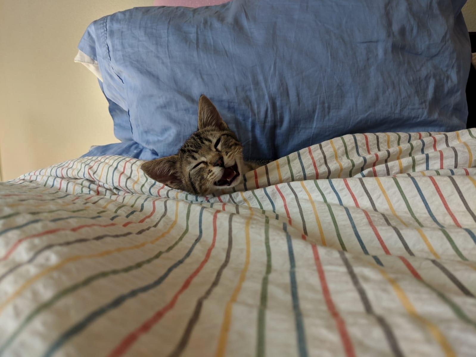 Came Home and Found Him Tucked In. Sorry Did I Disturb Your Nap