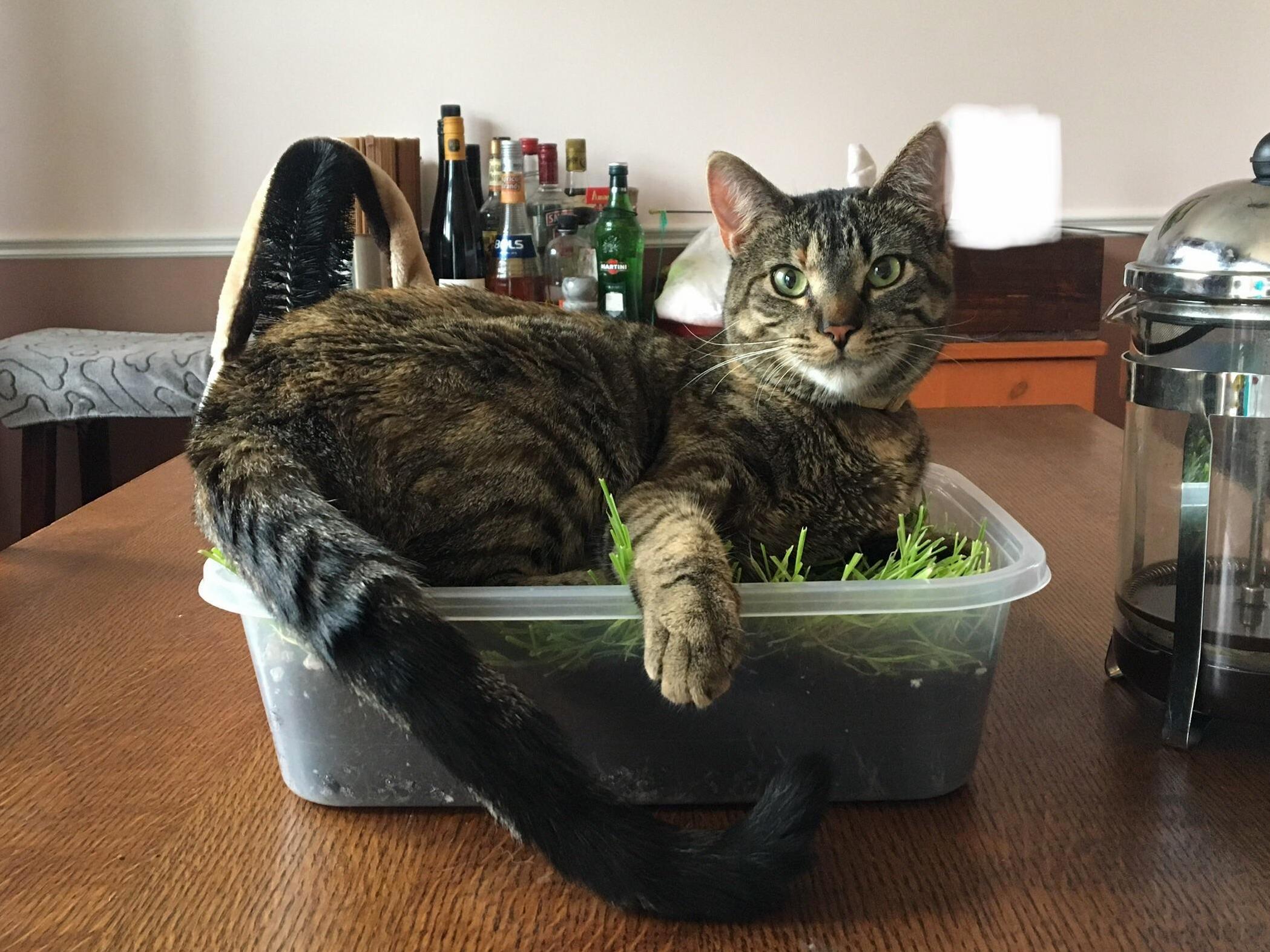 Cass Is a Wee Bit Too Big for Her Catgrass Bed. Time for an Upgrade!