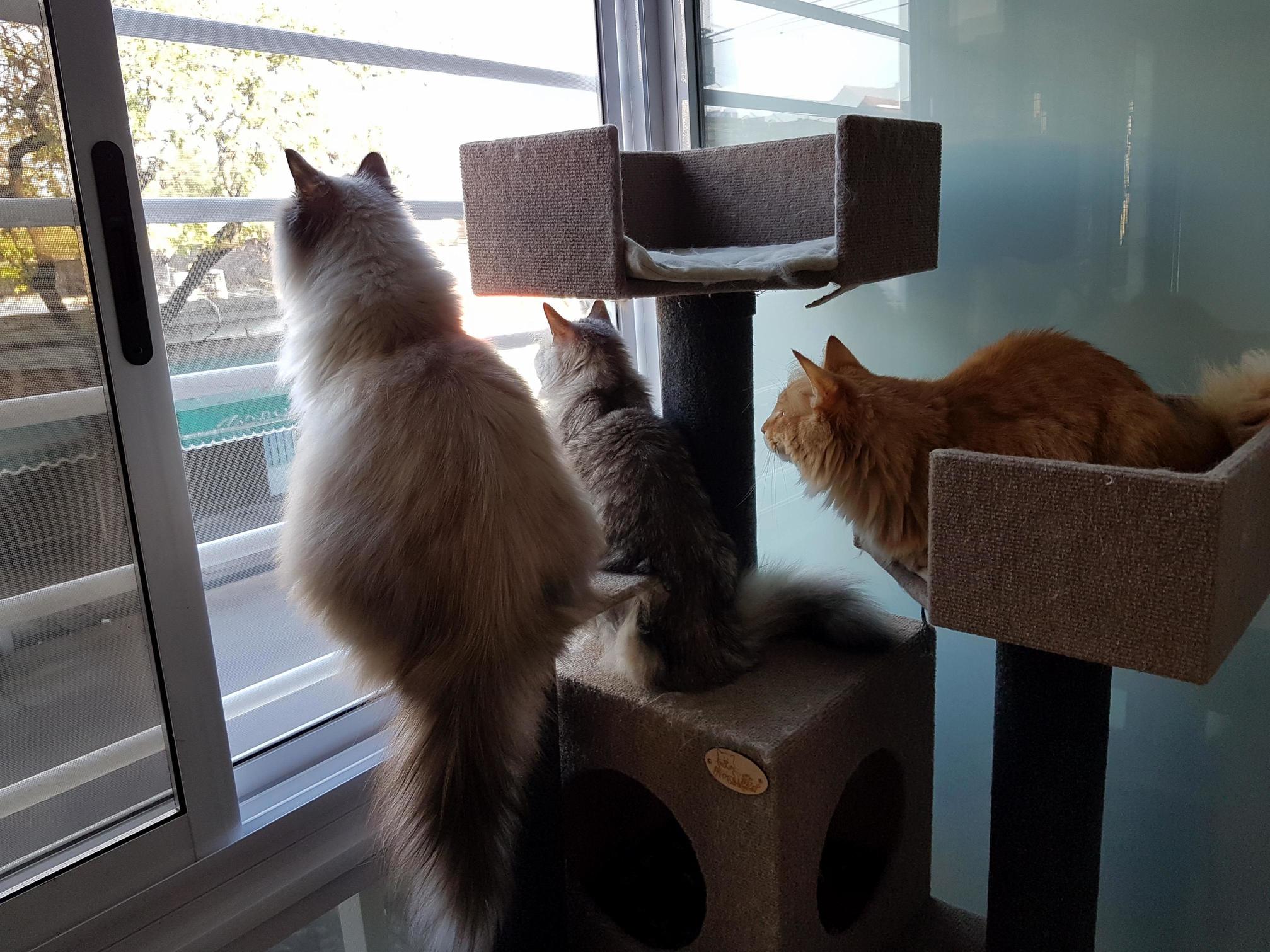 Cat Figthing Get a Cease of Fire... Bird Looking Is More Important!