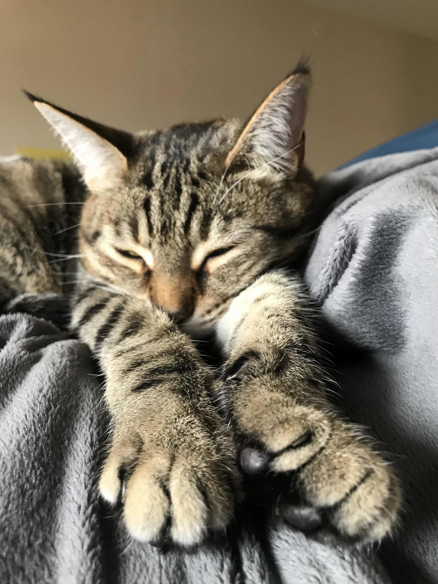 Catnapz