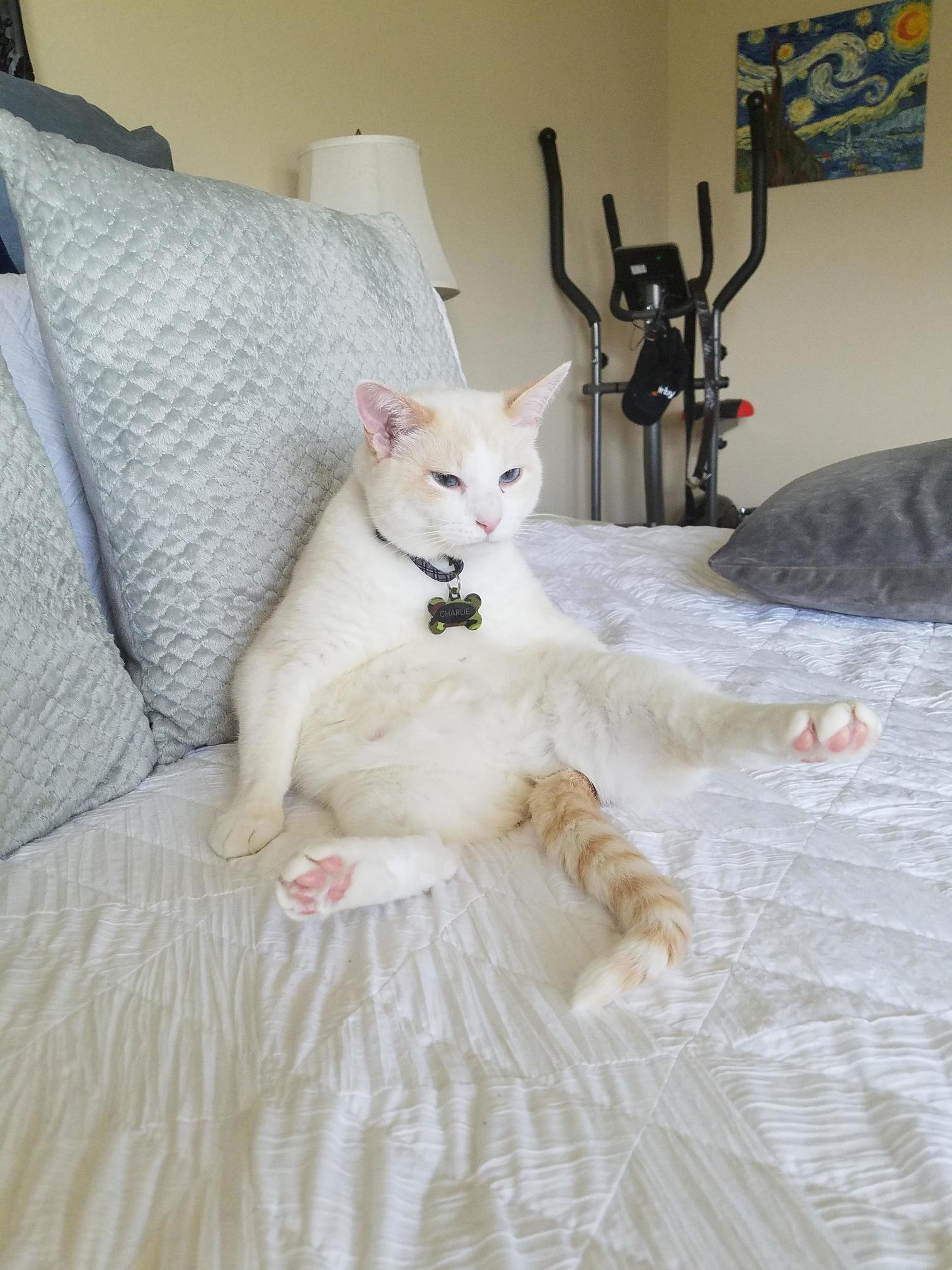 Charlie Is Doing His Best Al Bundy