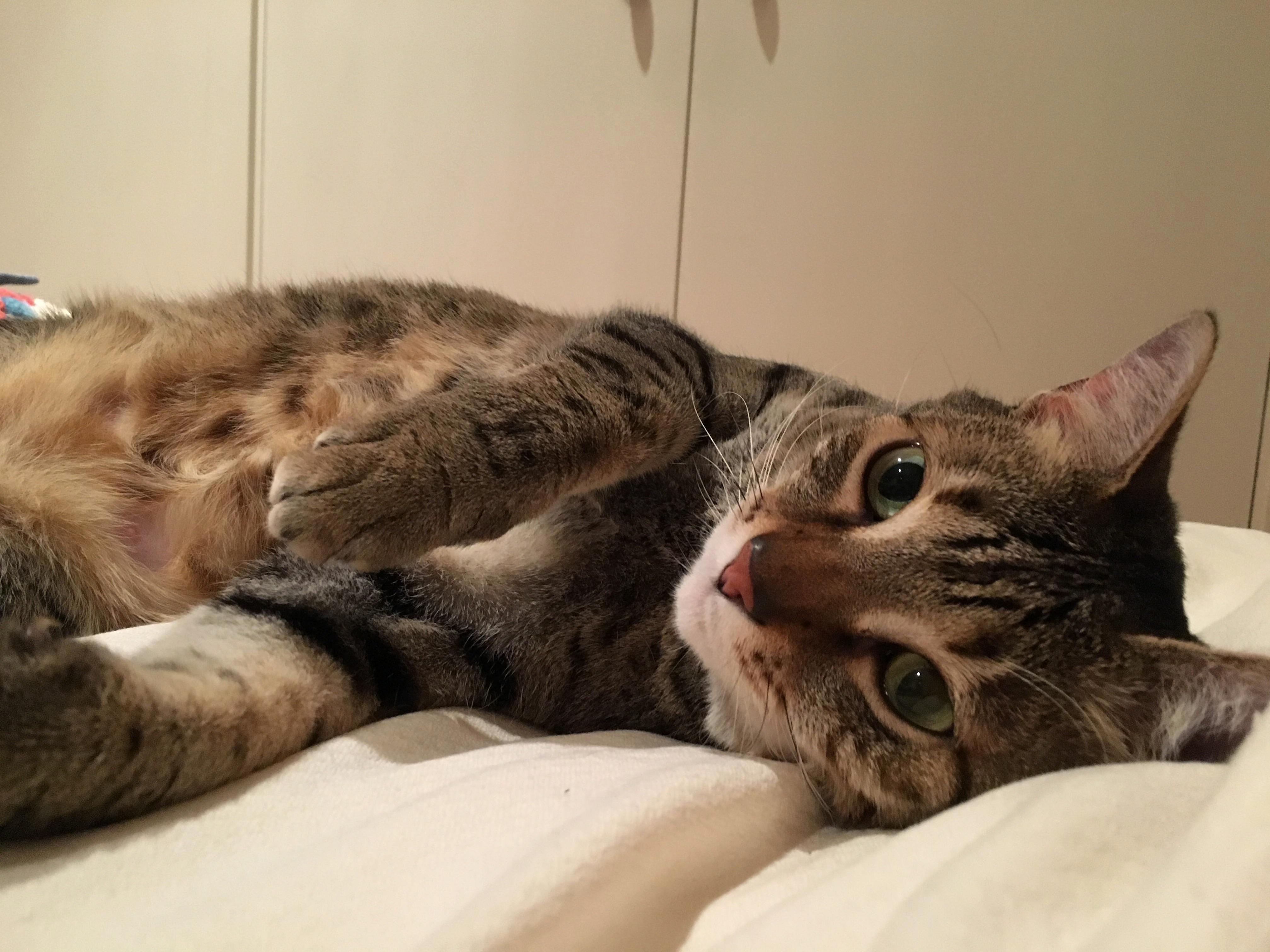 Charly Is Six, but When I Come Lay Down to Cuddle with Her, She Looks Like Shes a Kitten Again.