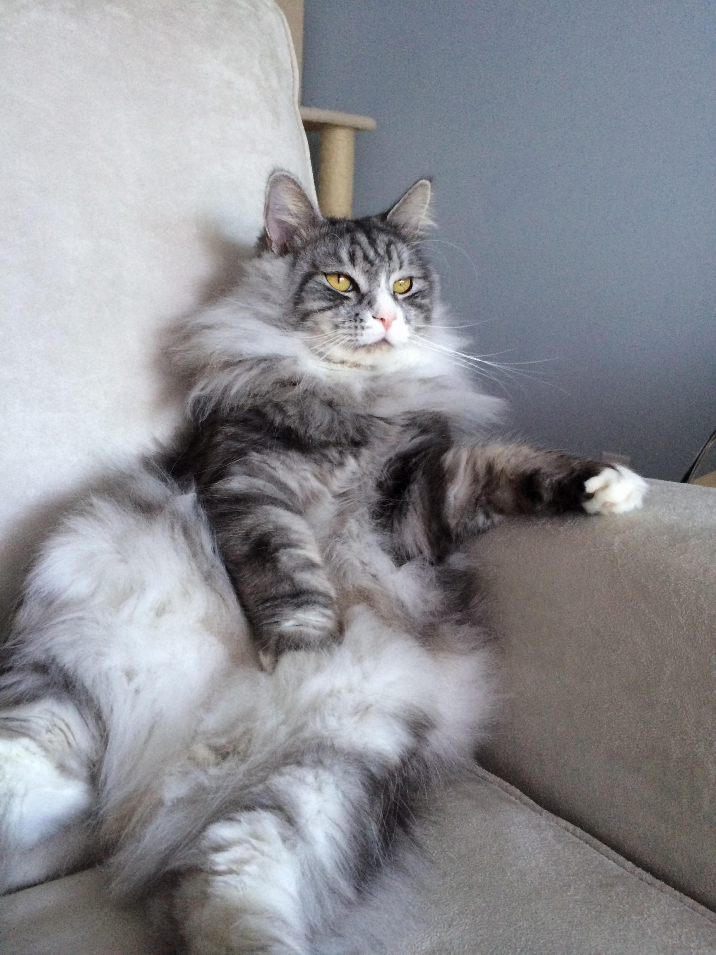 Chibi Sitting Like a Human in His Favorite Chair