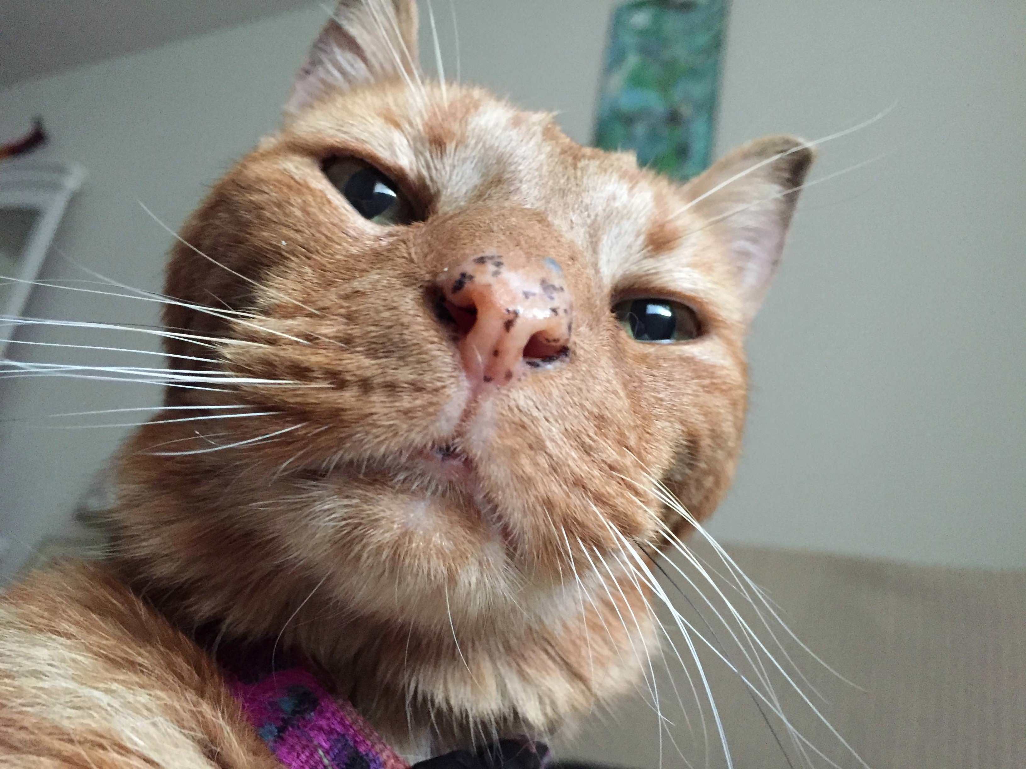 Childhood Cat Is Moving on