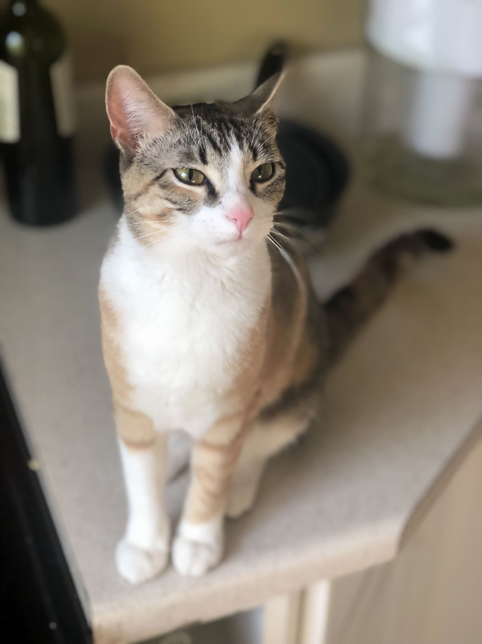 Chutney Is One Year Old! Cutest Little Hellraiser I Know.