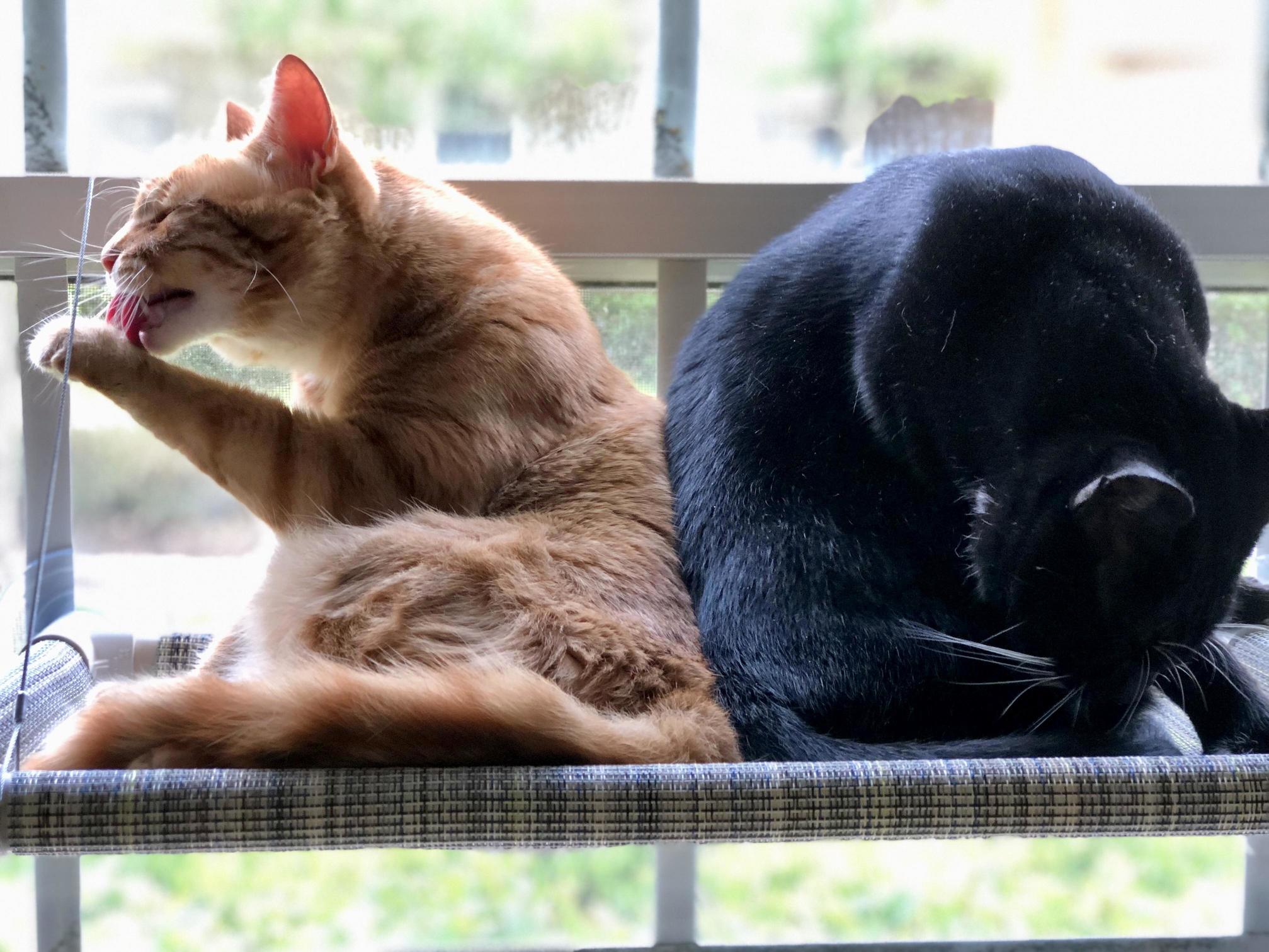 Cleaning Yin-yang
