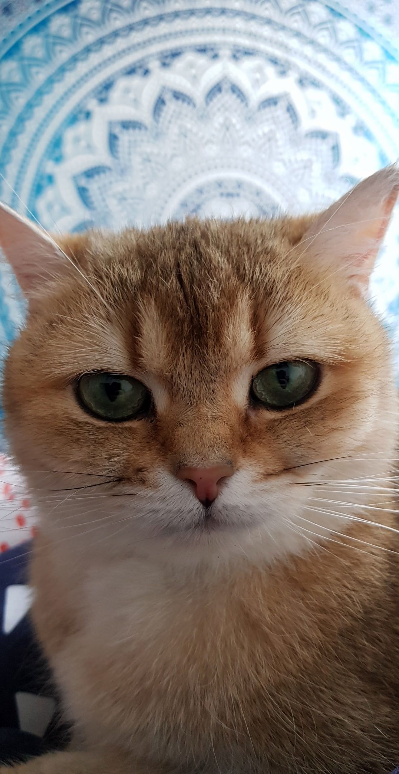 Close Up of My Girlfriends Cat