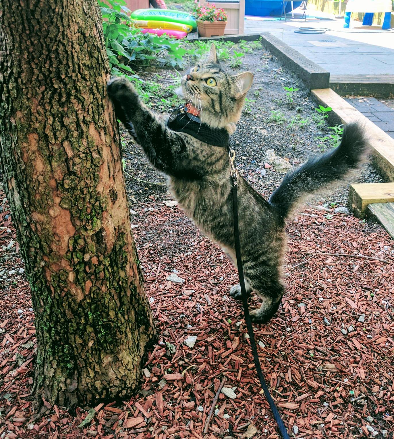 Considering Pros and Cons of Climbing the Tree
