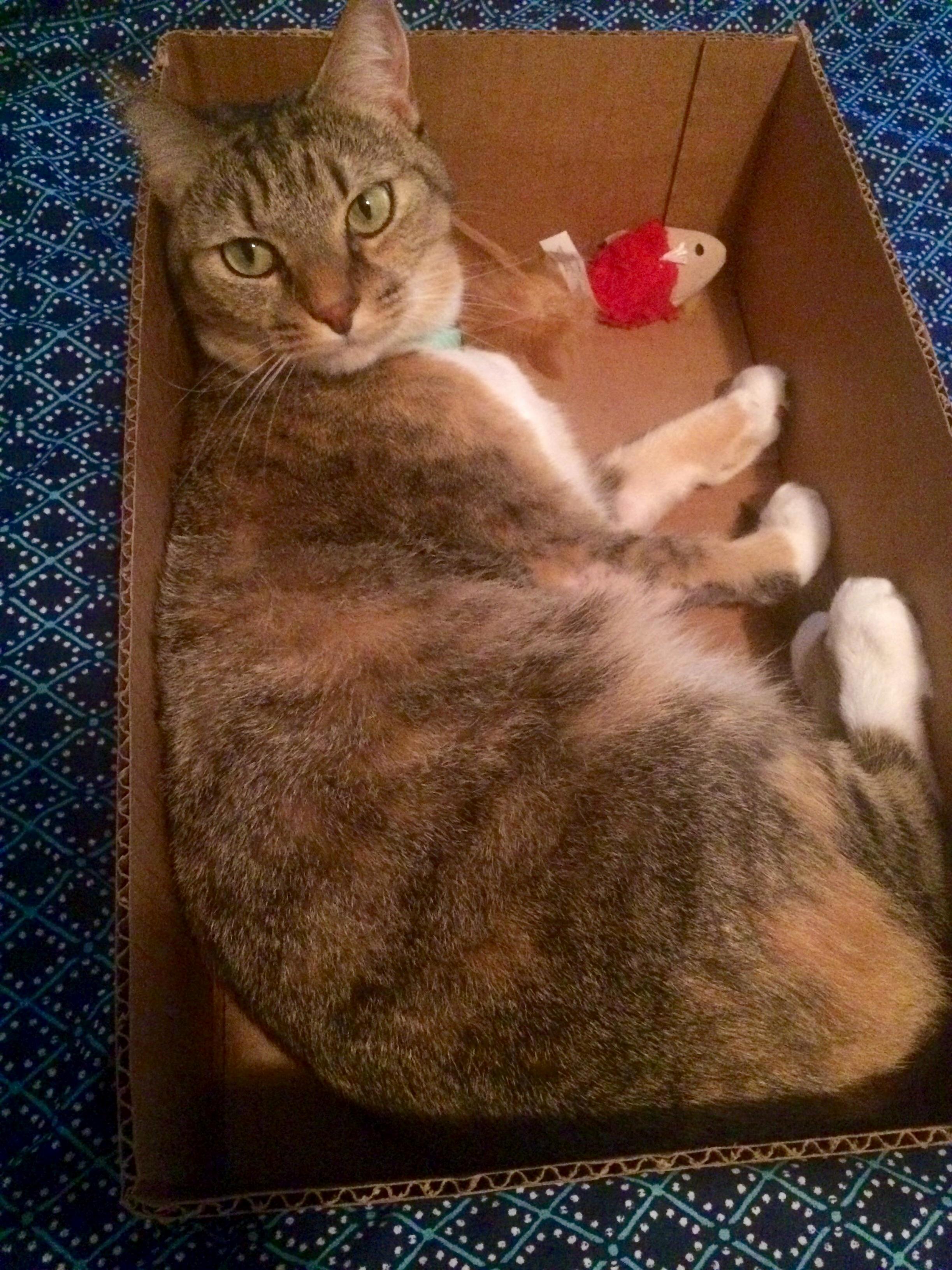 Cougar Girl Loves Her Boxes. and Her Fish Toys.