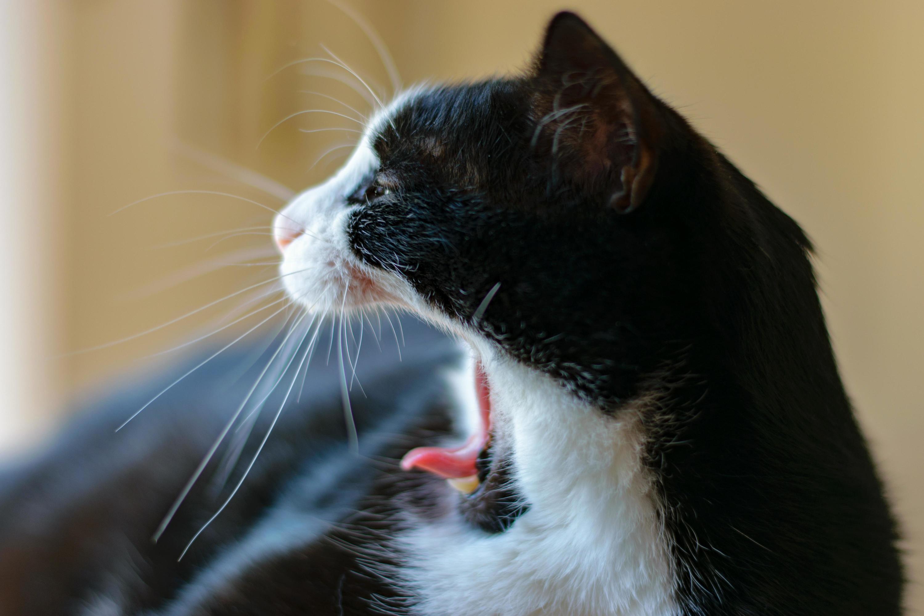 Cought Him Mid-yawn