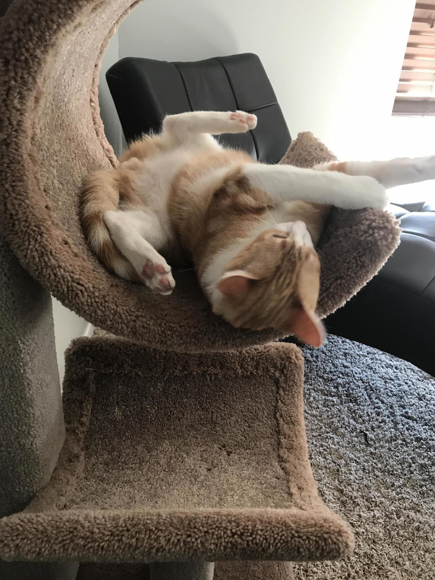 Could You Not Be Weird Today Simba No.