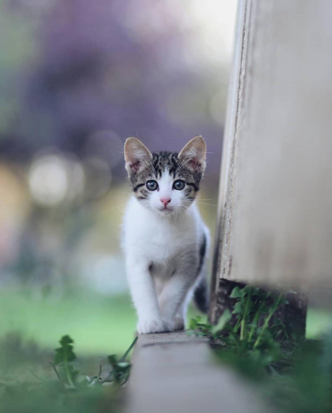 Curious Kitten of Istanbul