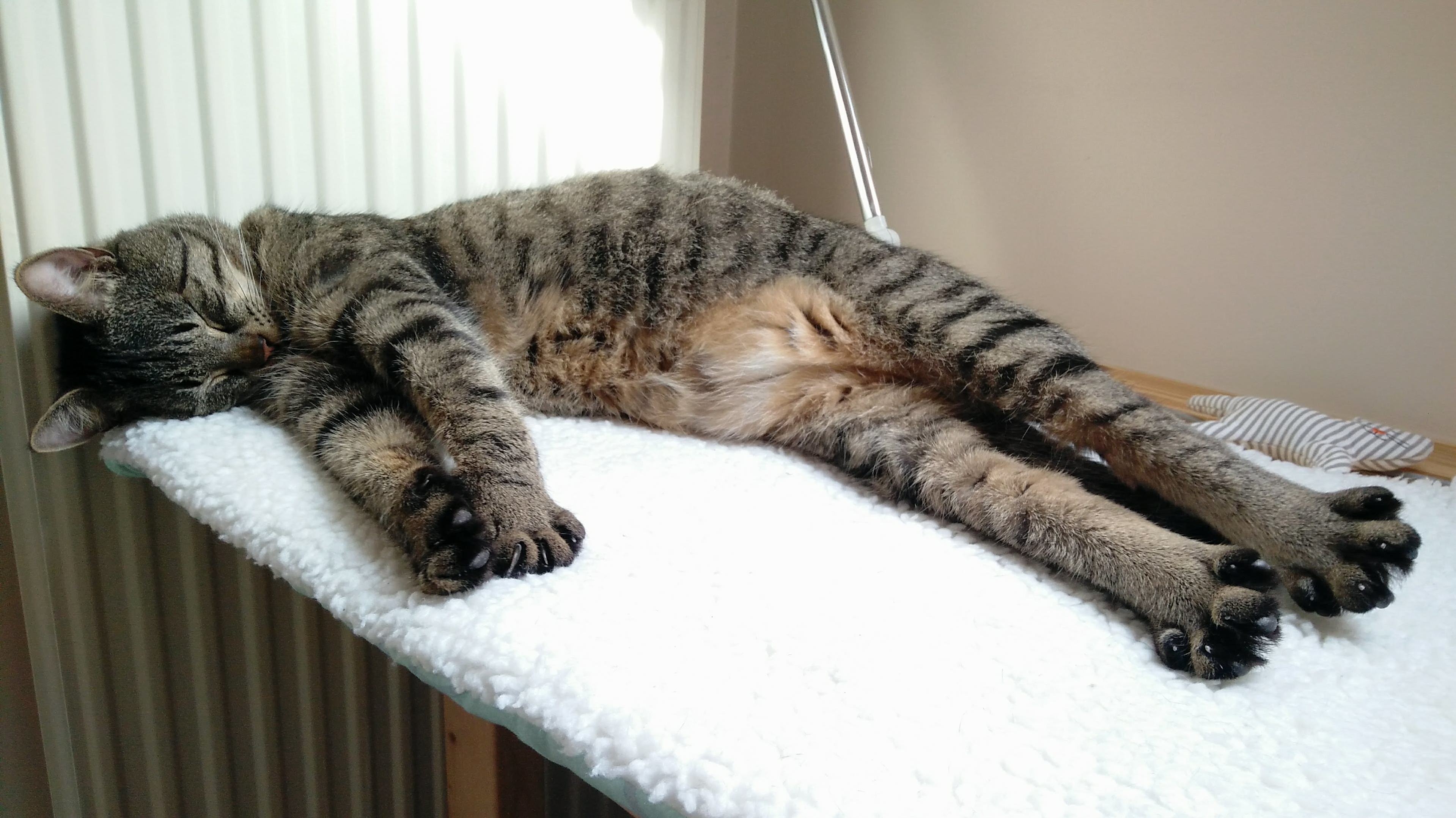 Cutest Cat Belly
