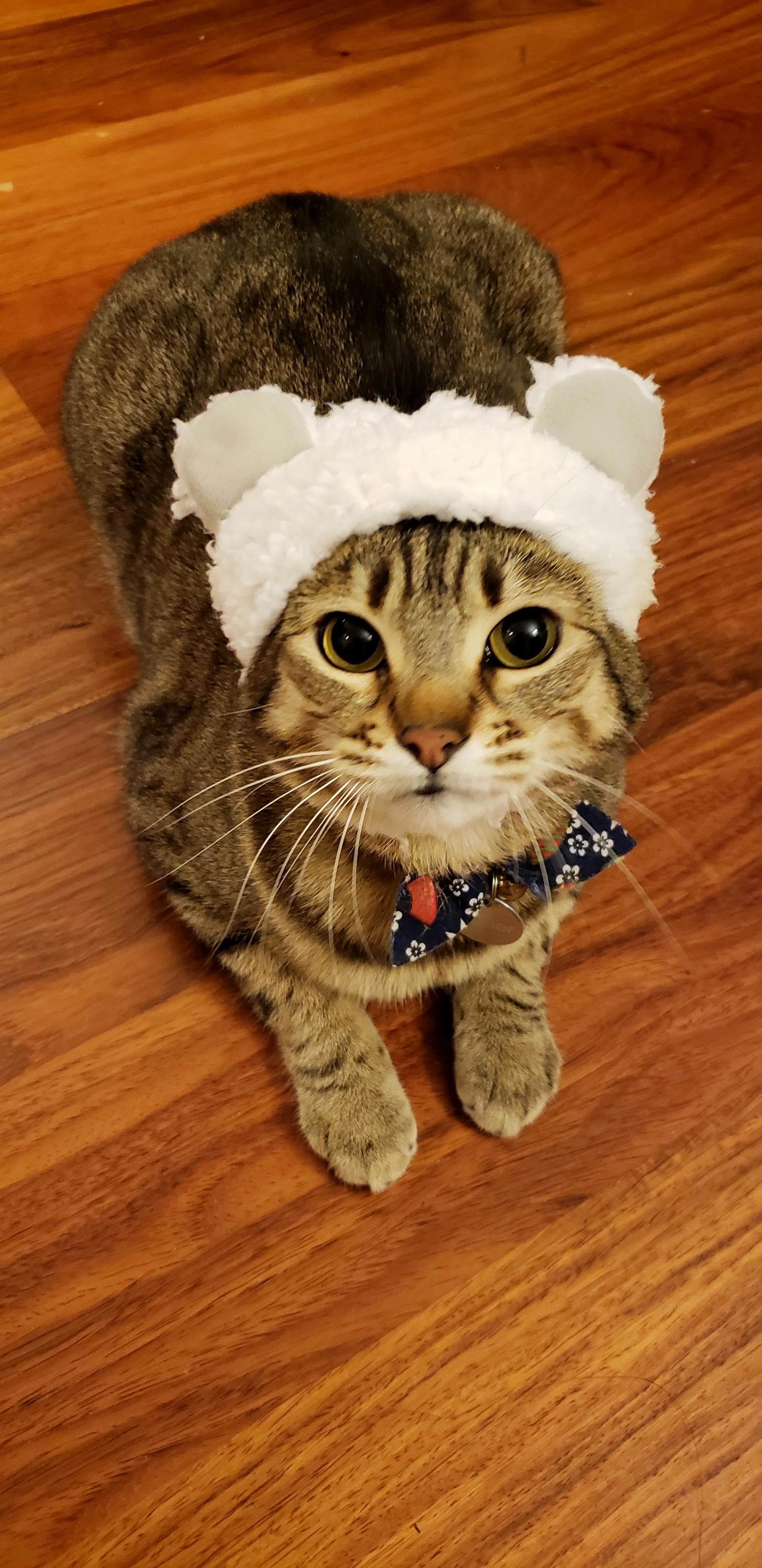 Cutest Cub Around