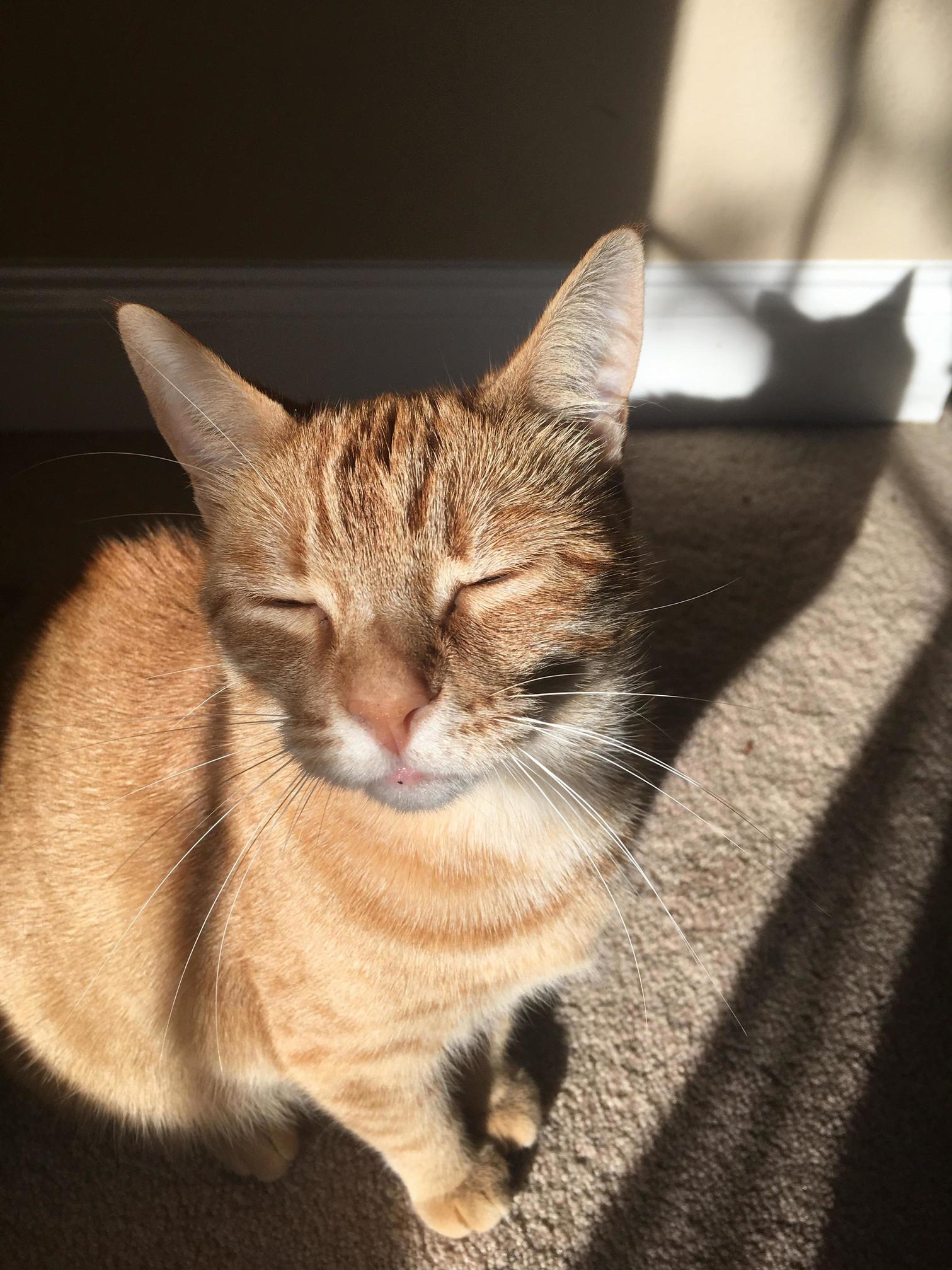 Dixon Enjoying the Sunshine
