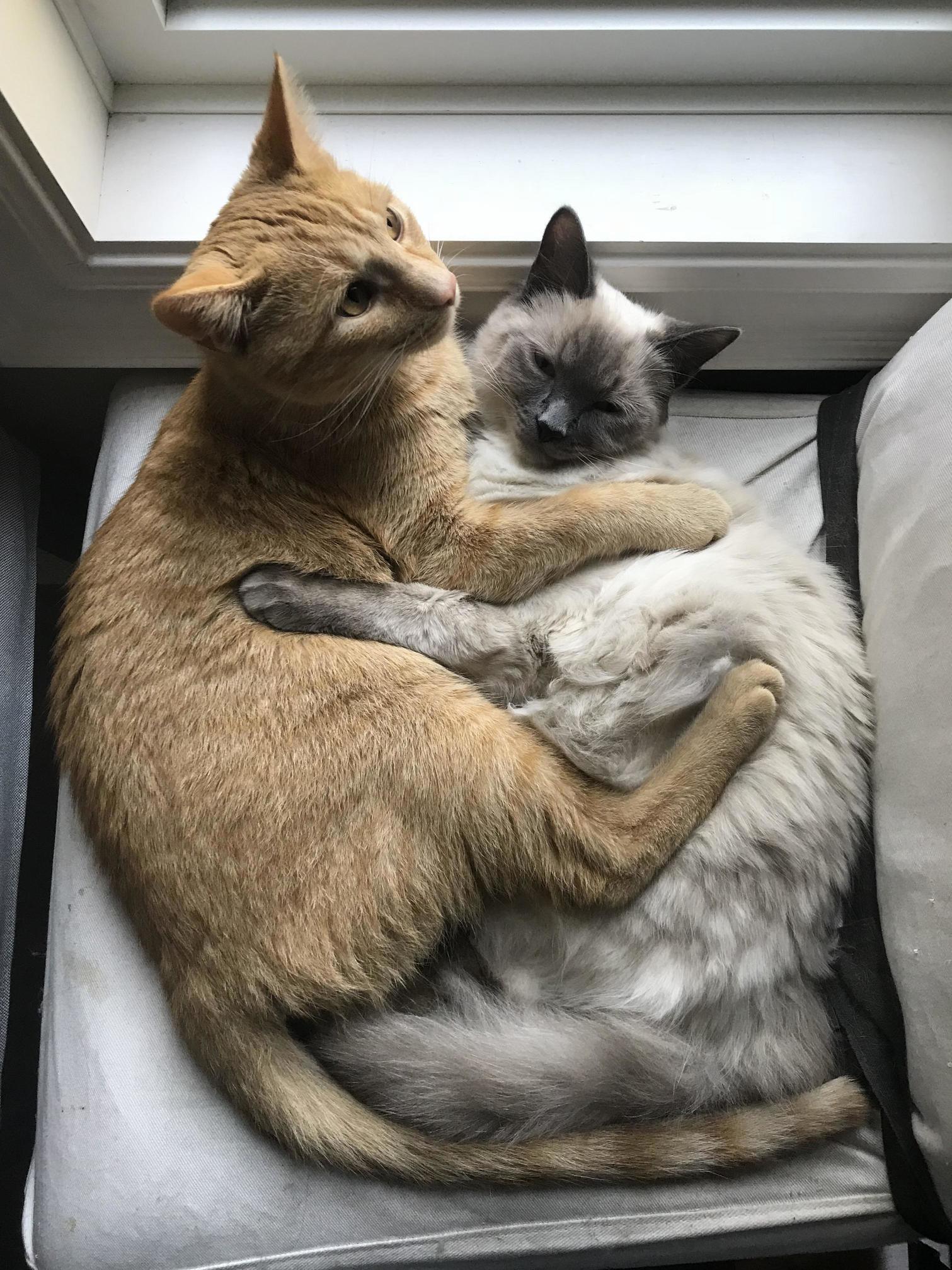 Django and Kahleesi Cuddles