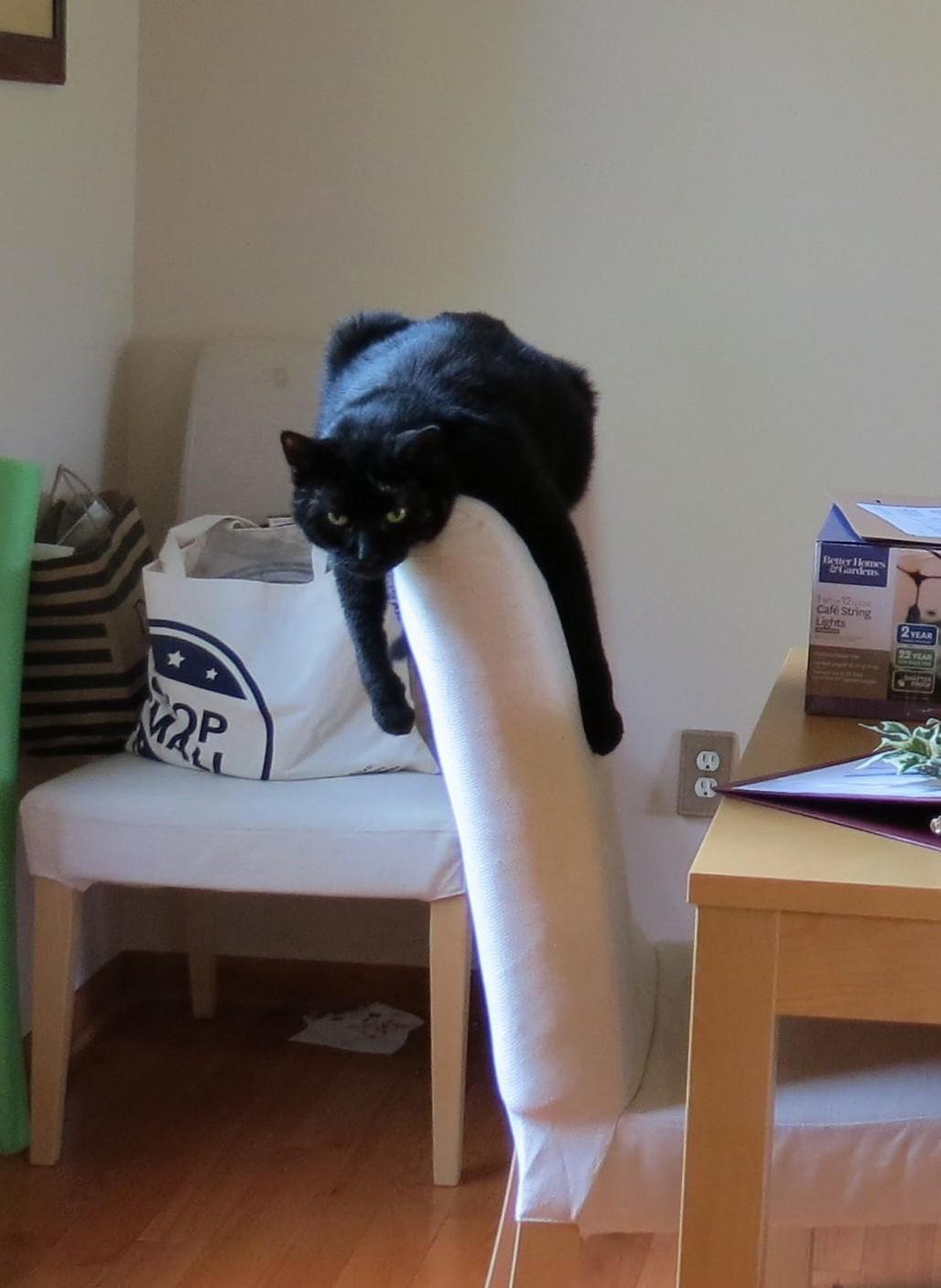 Doesnt Know How to Use a Chair