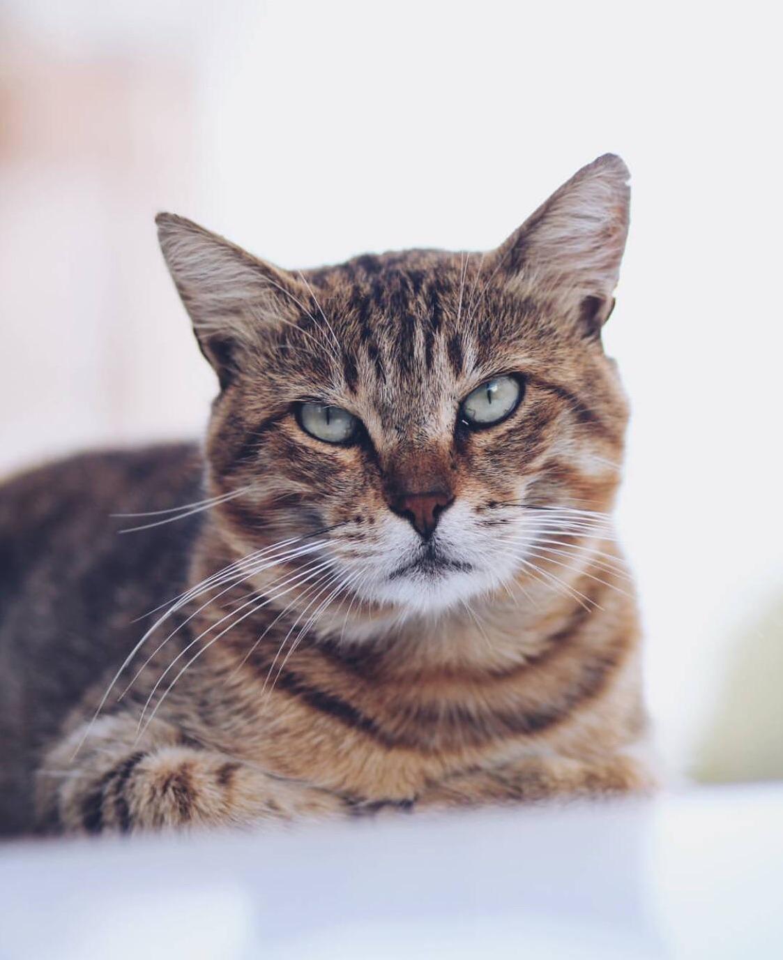 Dont Mess with Me Human