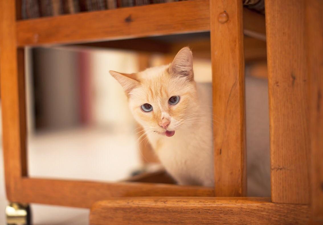 Duchess - a Stray Cat That Suffered Very Serious Head Injuries After Being Struck by a Car, Now Mostly Recouped and Adopted by One of the Vet Techs That Saved Her.