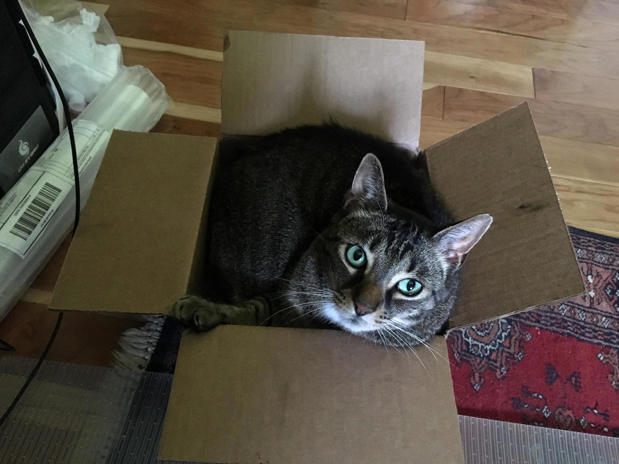 Einstein Fits, He Sits