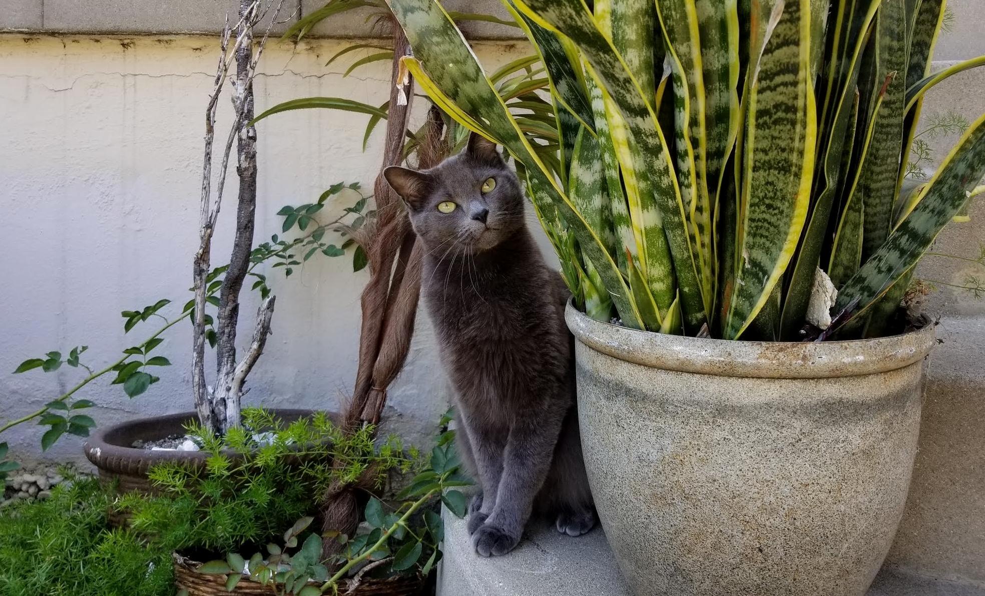Enjoying Springtime in the Garden